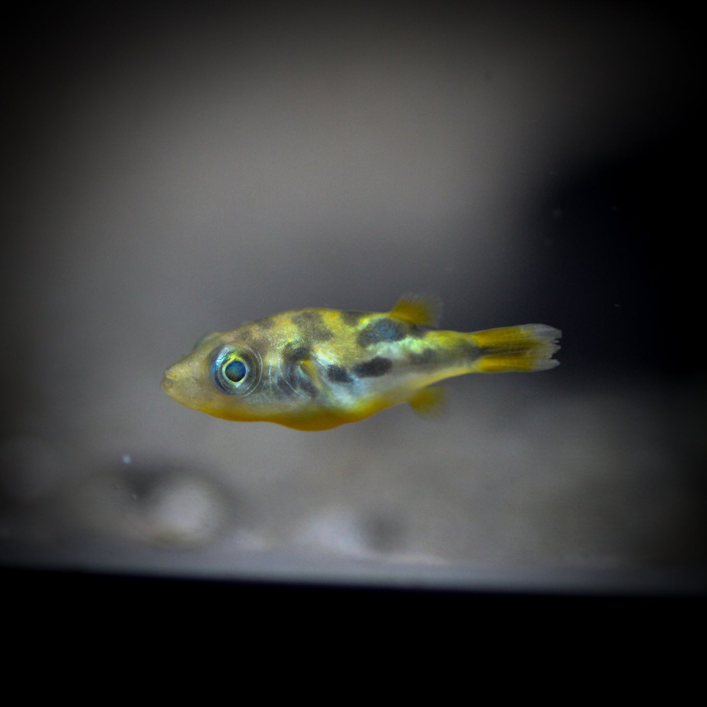 Dwarf Pea Pufferfish (Carinotetraodon travancoricus)