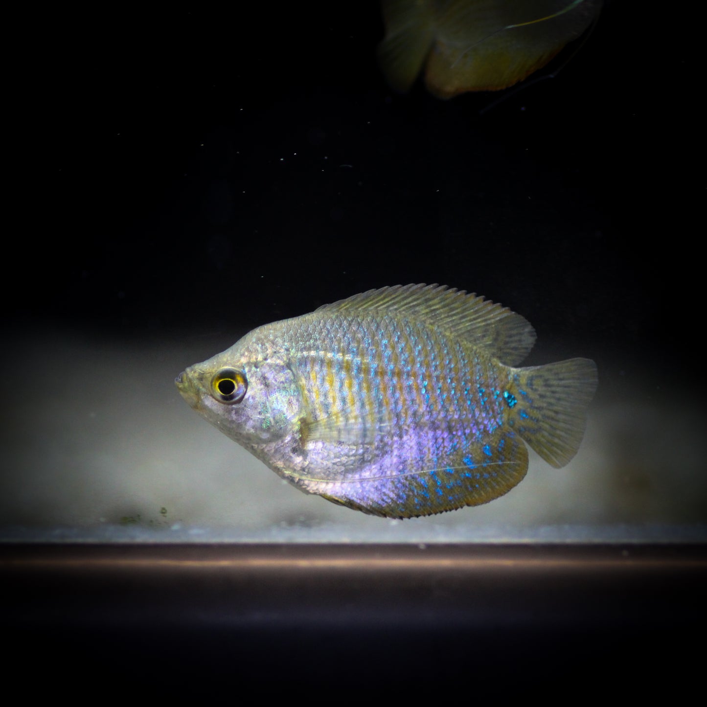 Dwarf Royal Red Neon GouramiF