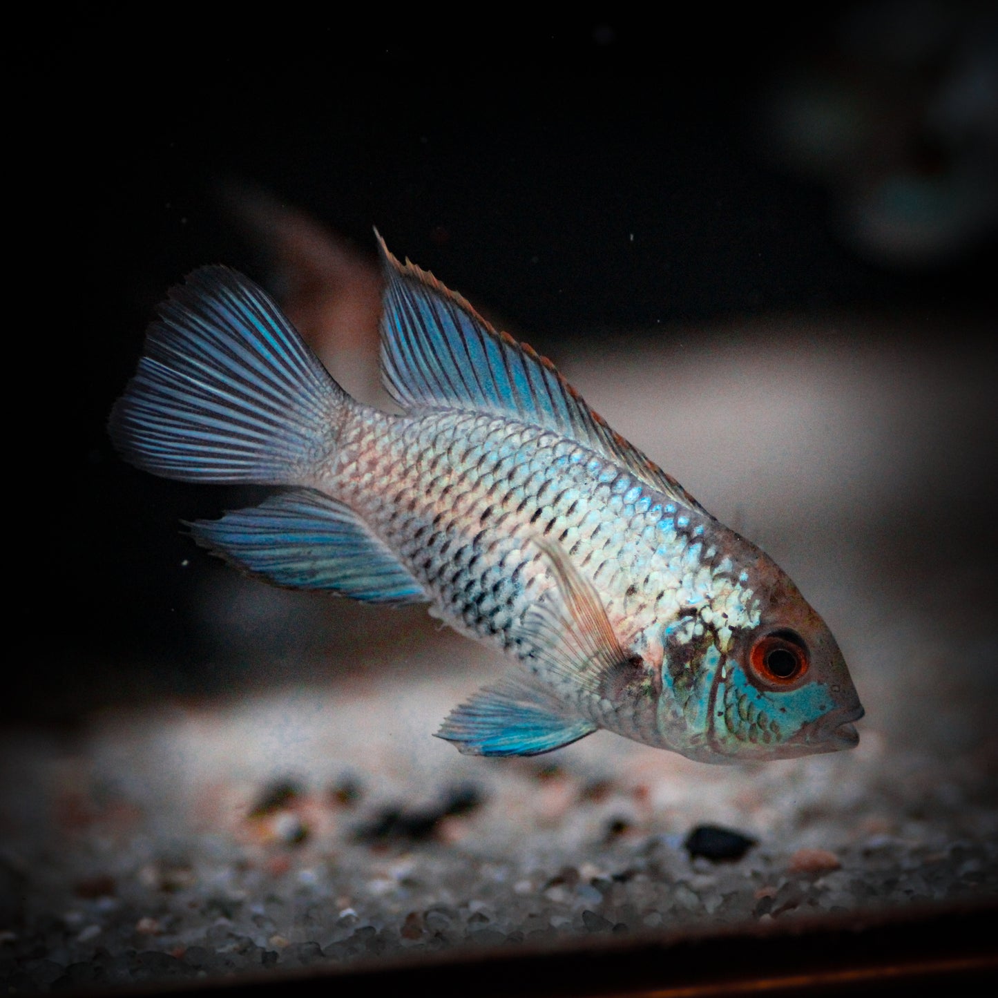 Electric Blue Acara