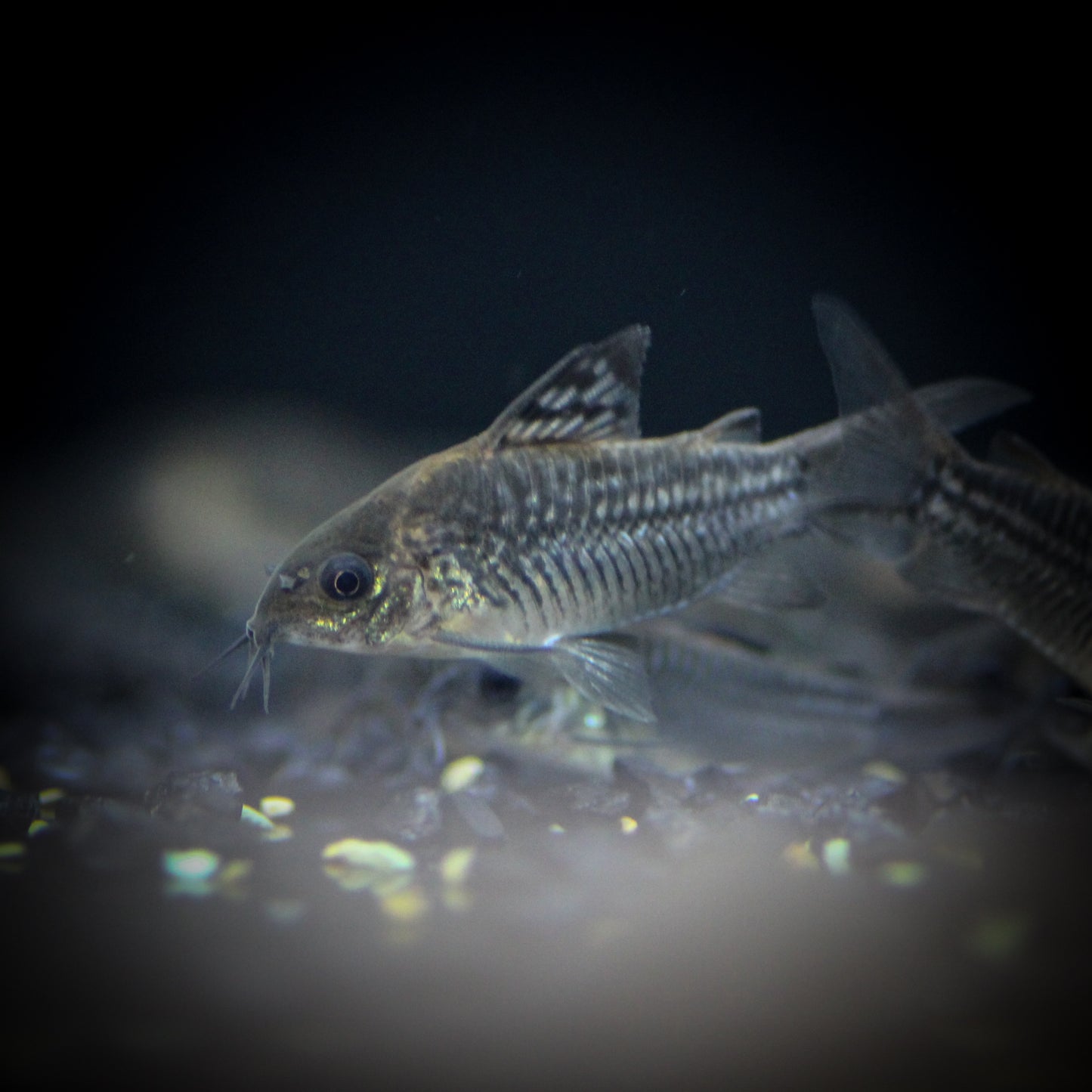 Elegant Corydoras (Corydoras Elegans)