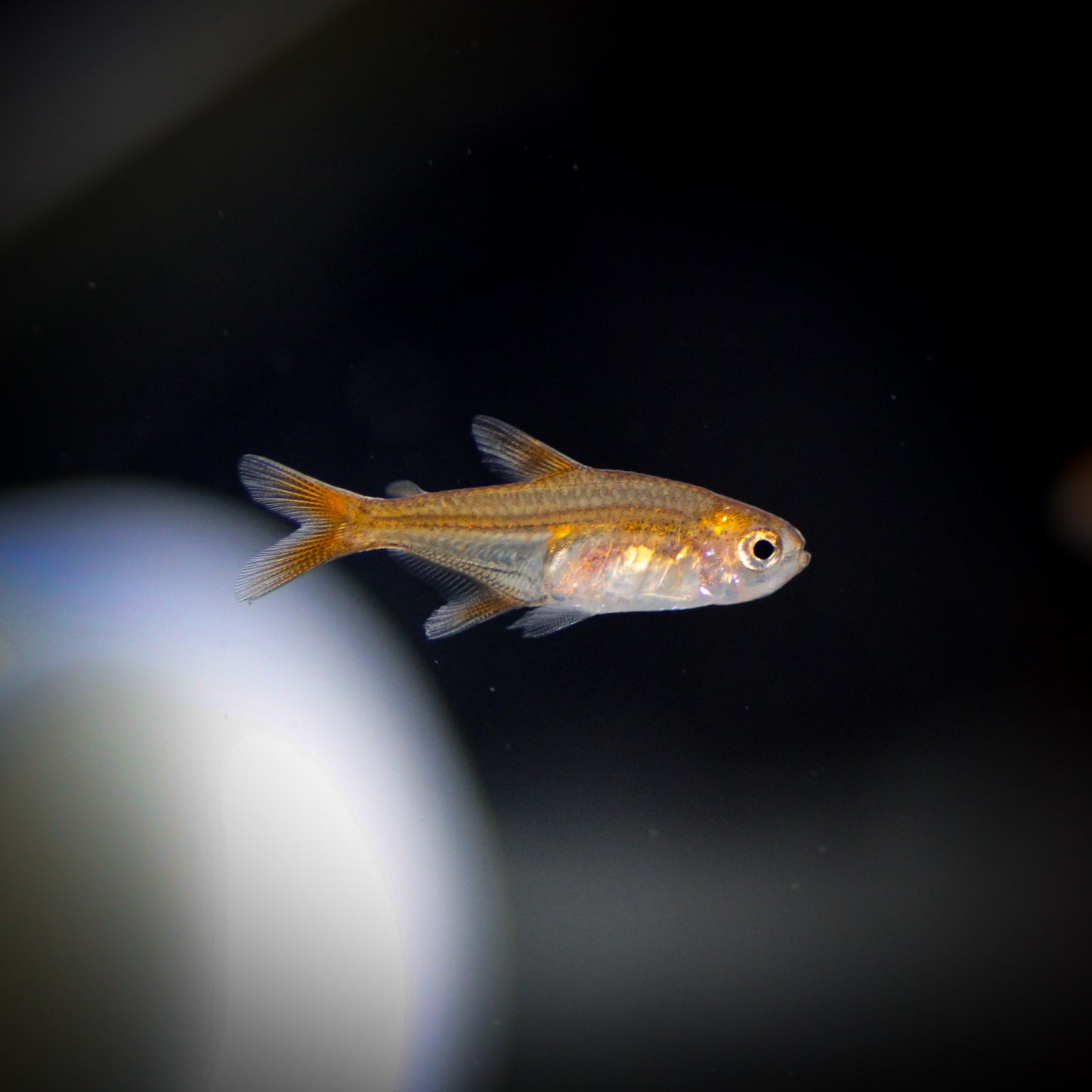 Ember Tetra (Hyphessobrycon amandae)