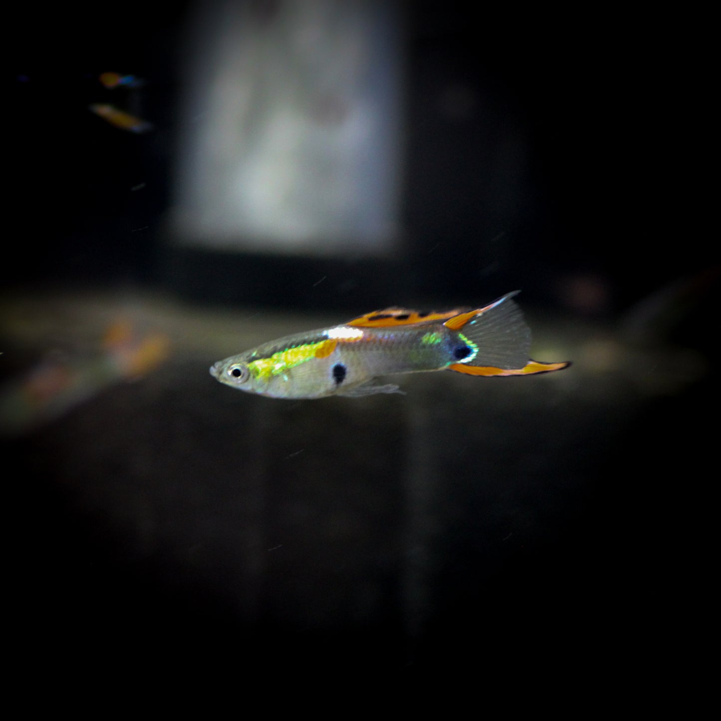 Endler's LivebearerM