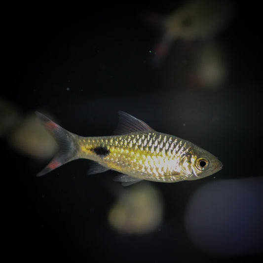 Filamentosus Barb