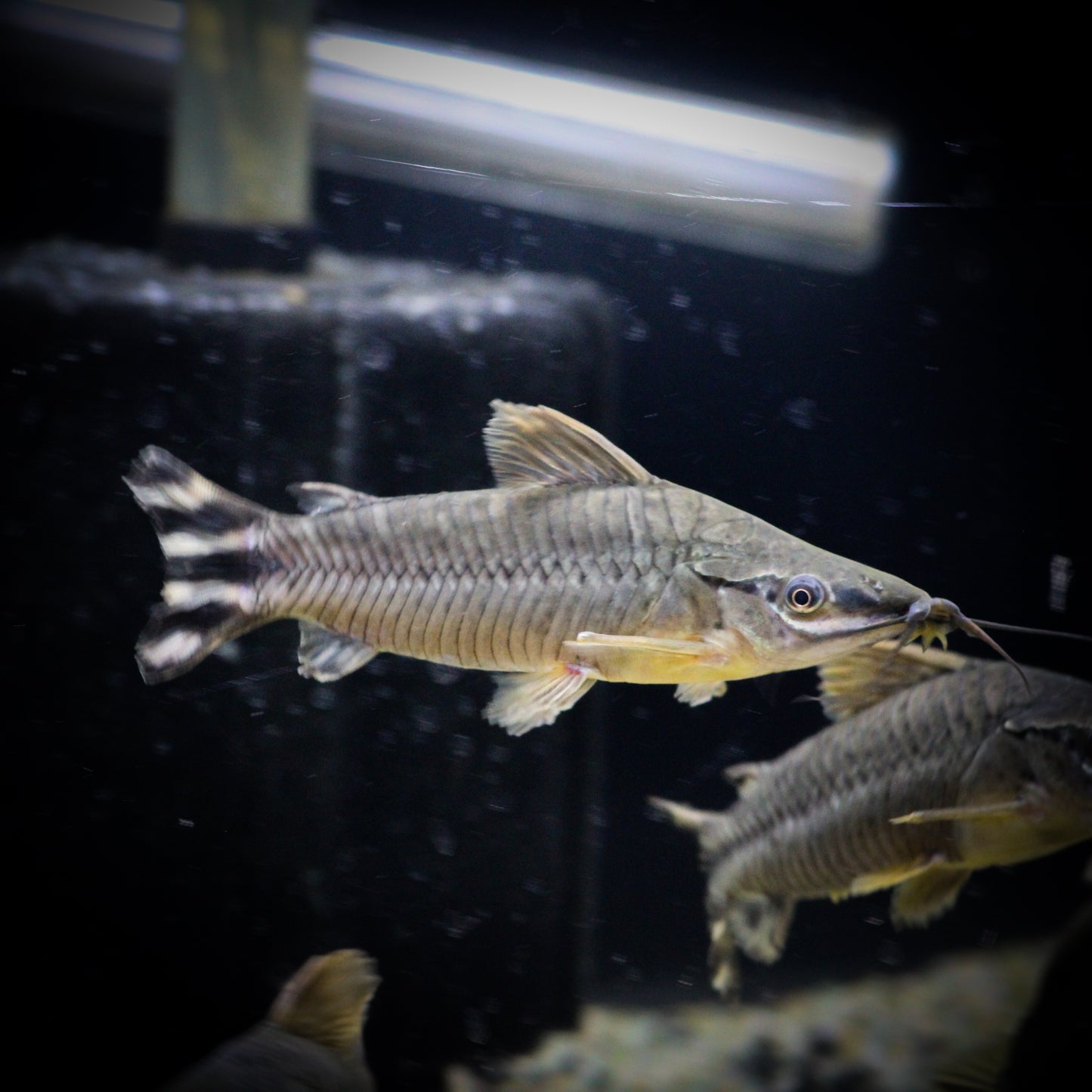 Flagtail Catfish (Dianema Urostriatum)