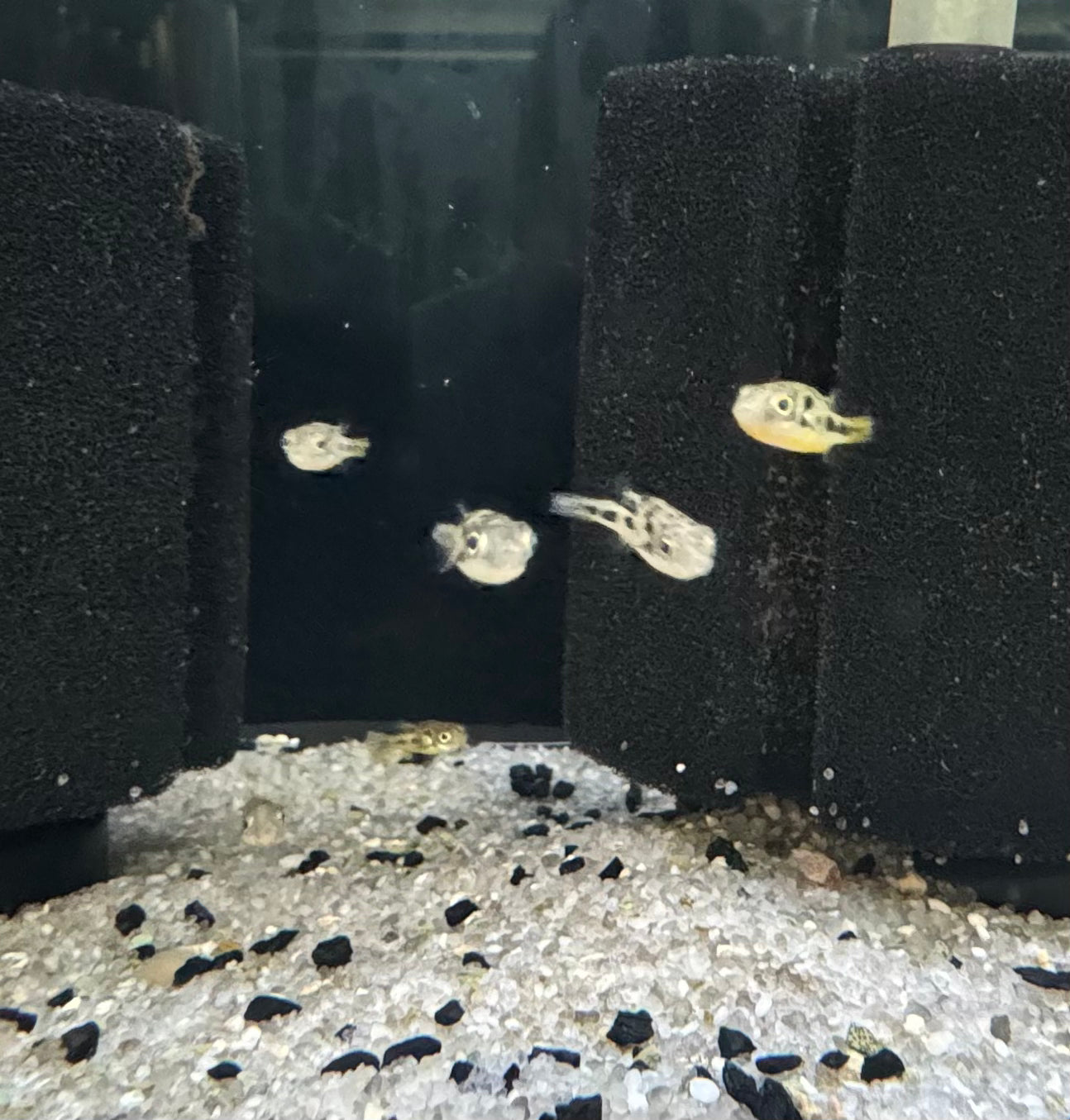 Dwarf Pea Pufferfish (Carinotetraodon Travancoricus)