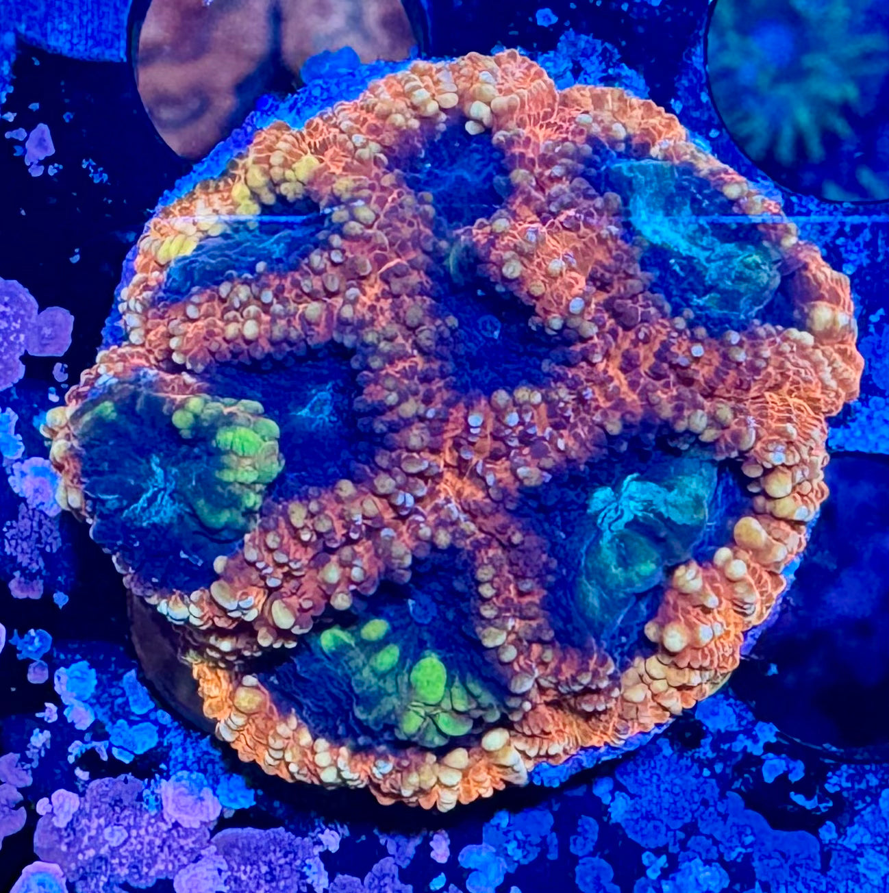 HAW Red Submarine Favia