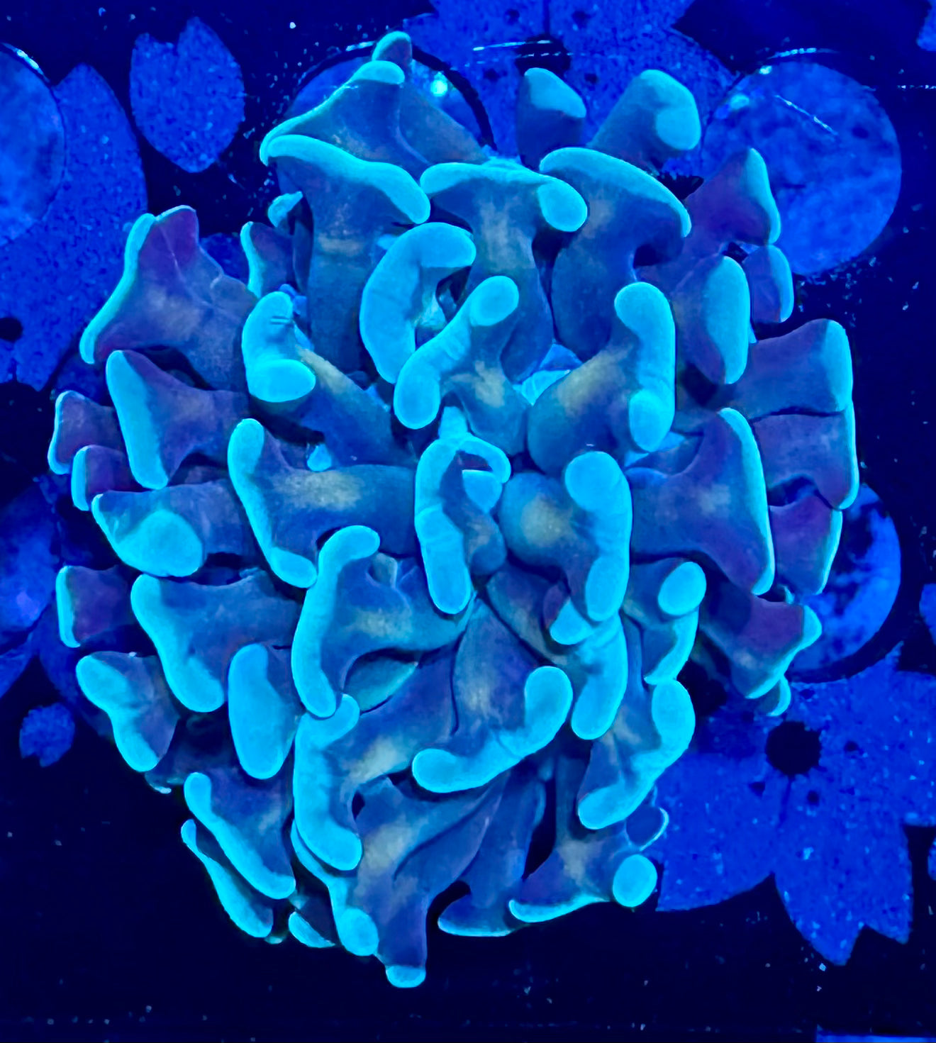 HAW Blue and Gold Branching Hammer