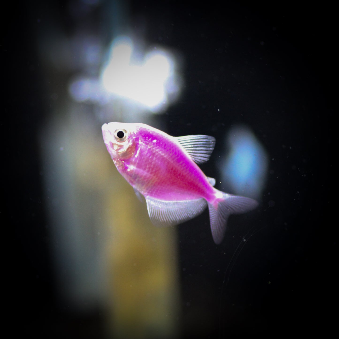 GloFish Tetra