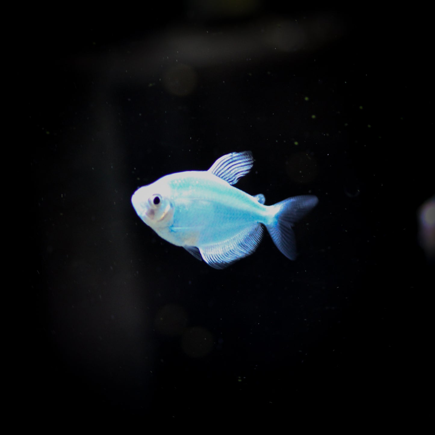 GloFish Tetra