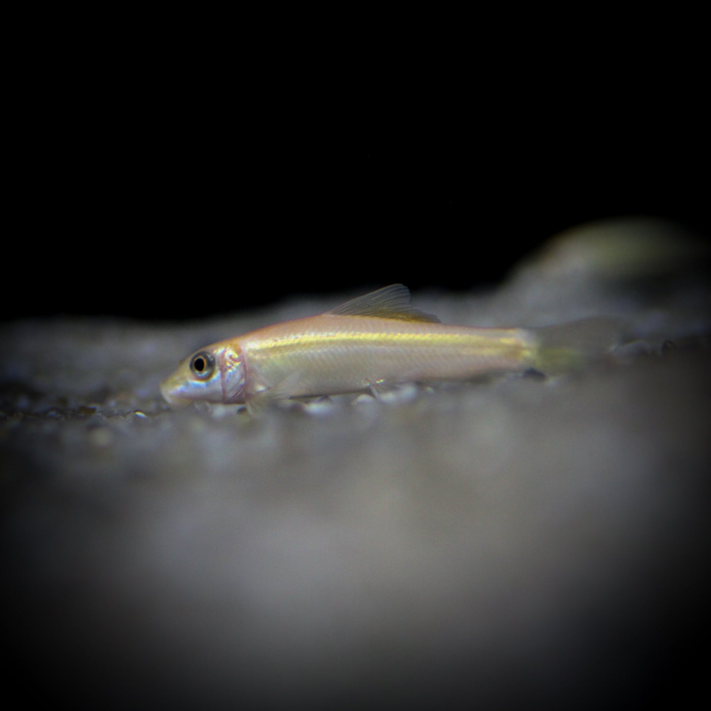 Gold Algae Eater