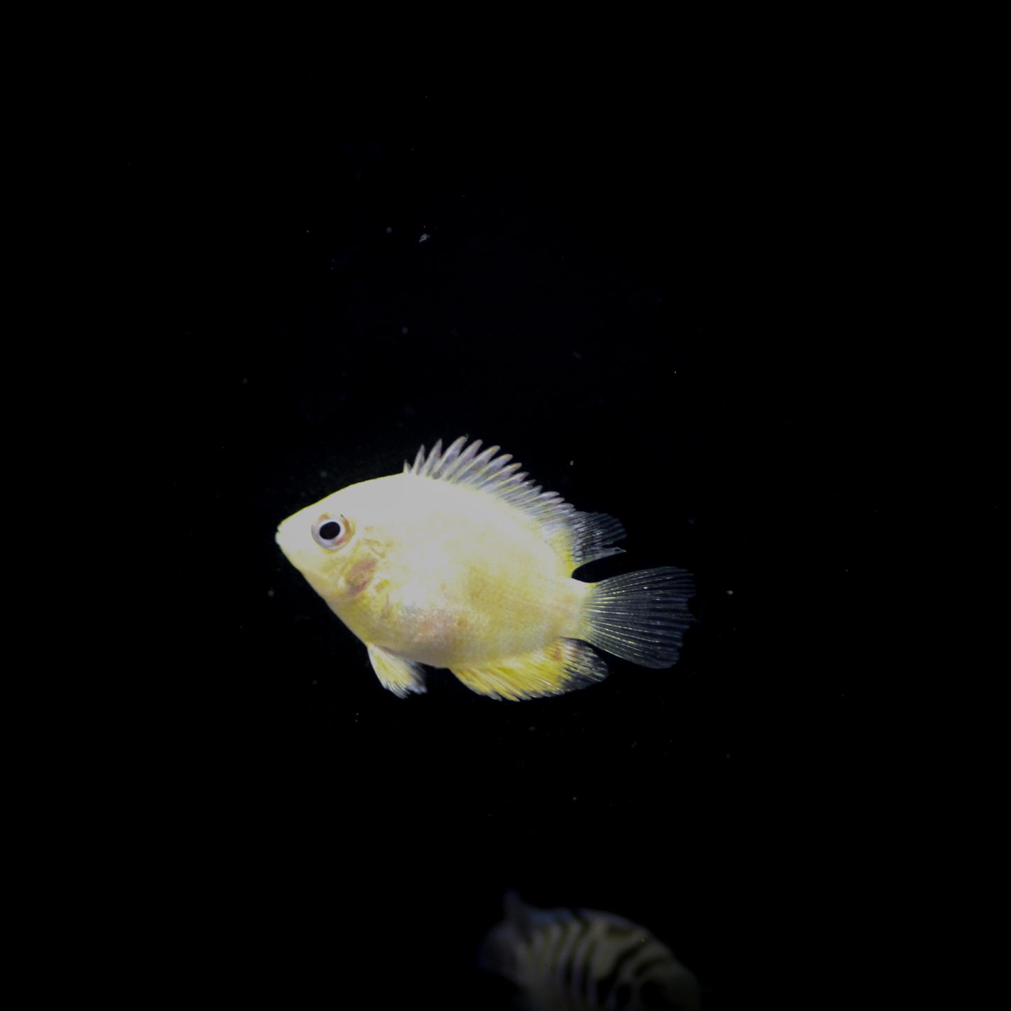 Gold Severum