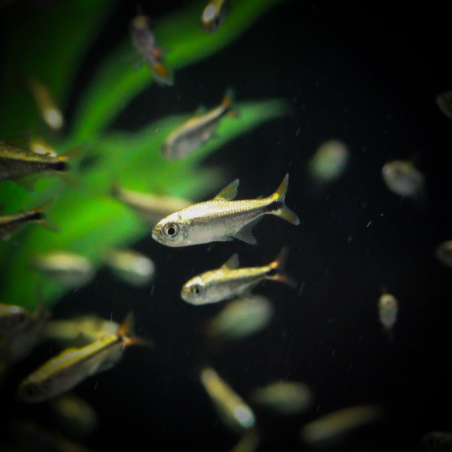 Gold Tetra (Hemigrammus Saizi)