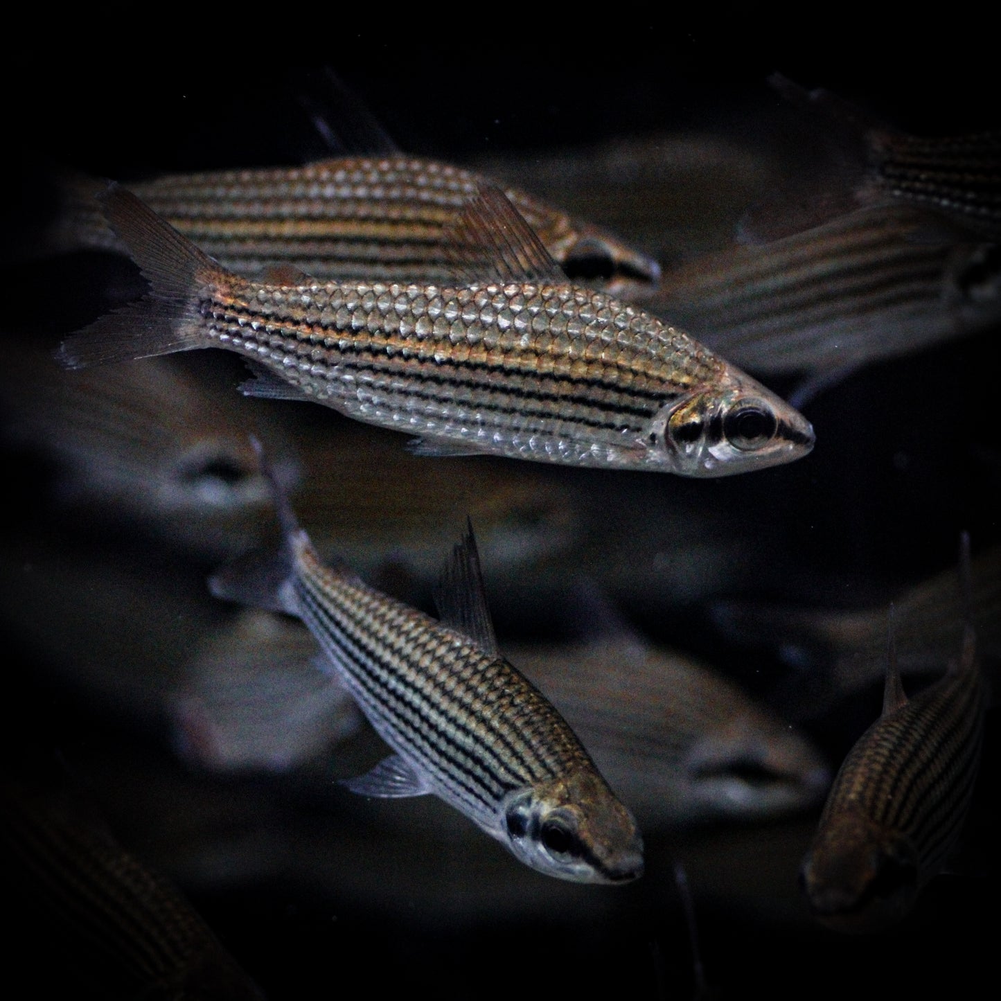 Golden Mascara Tetra (Cyphocharax Multilineatus)