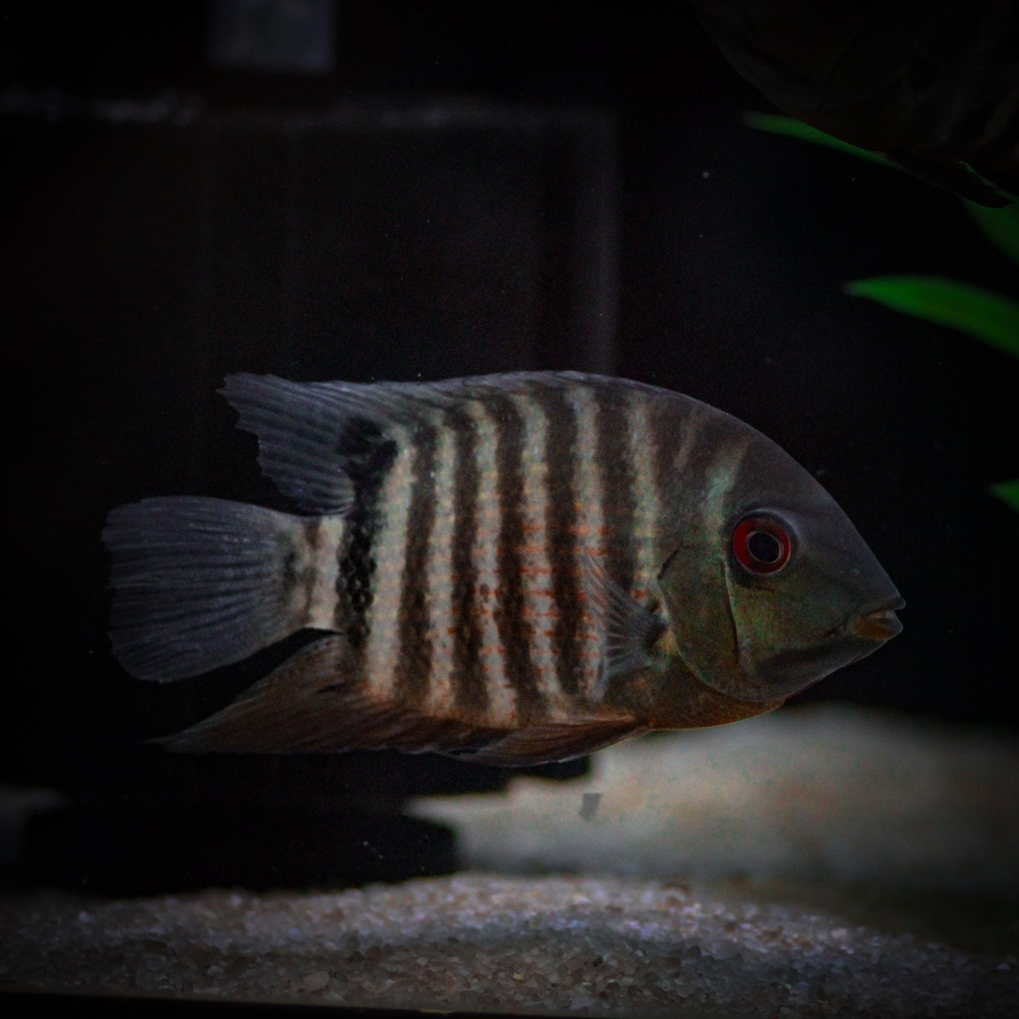 Green Banded Severum (Heros Severus)