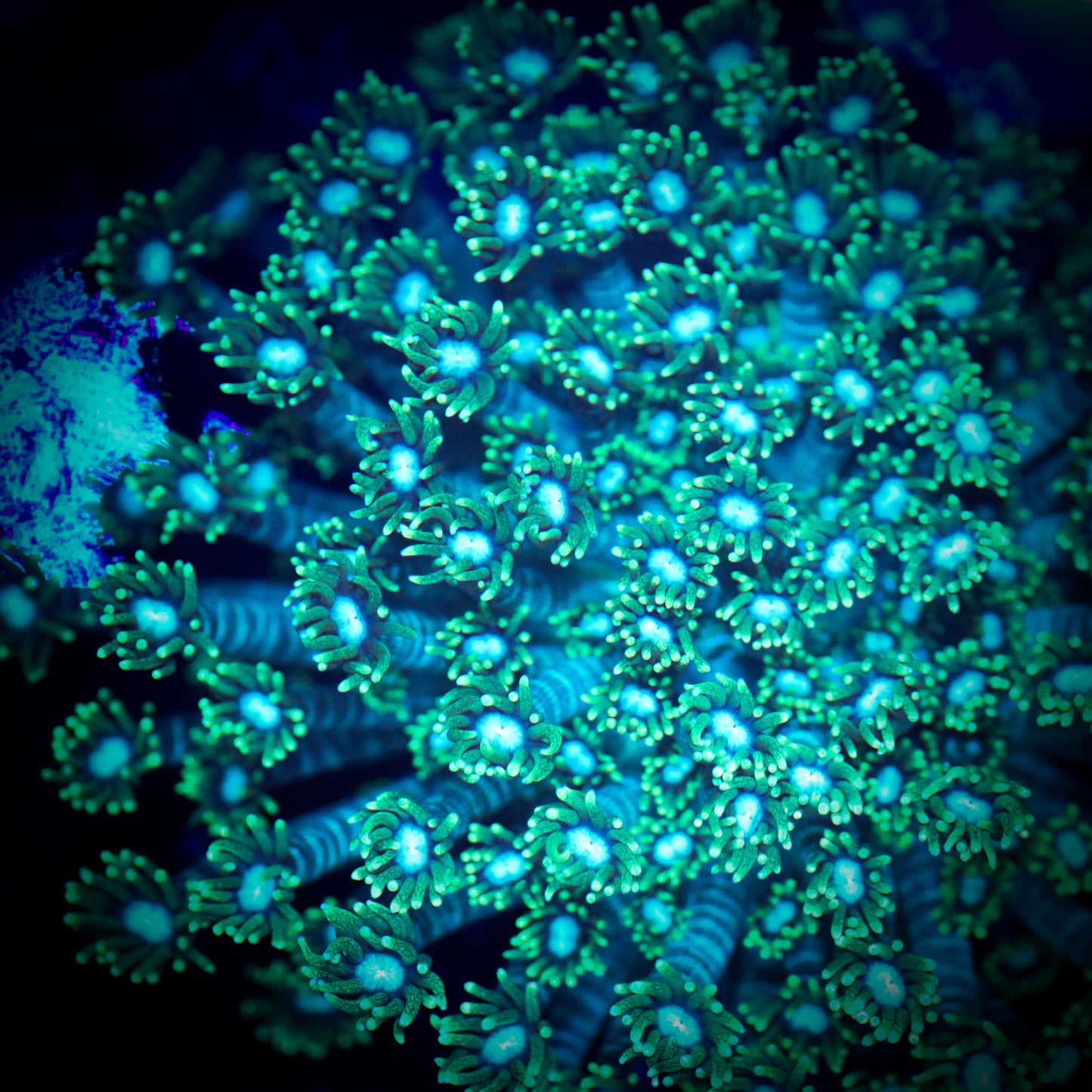 Green Goniopora