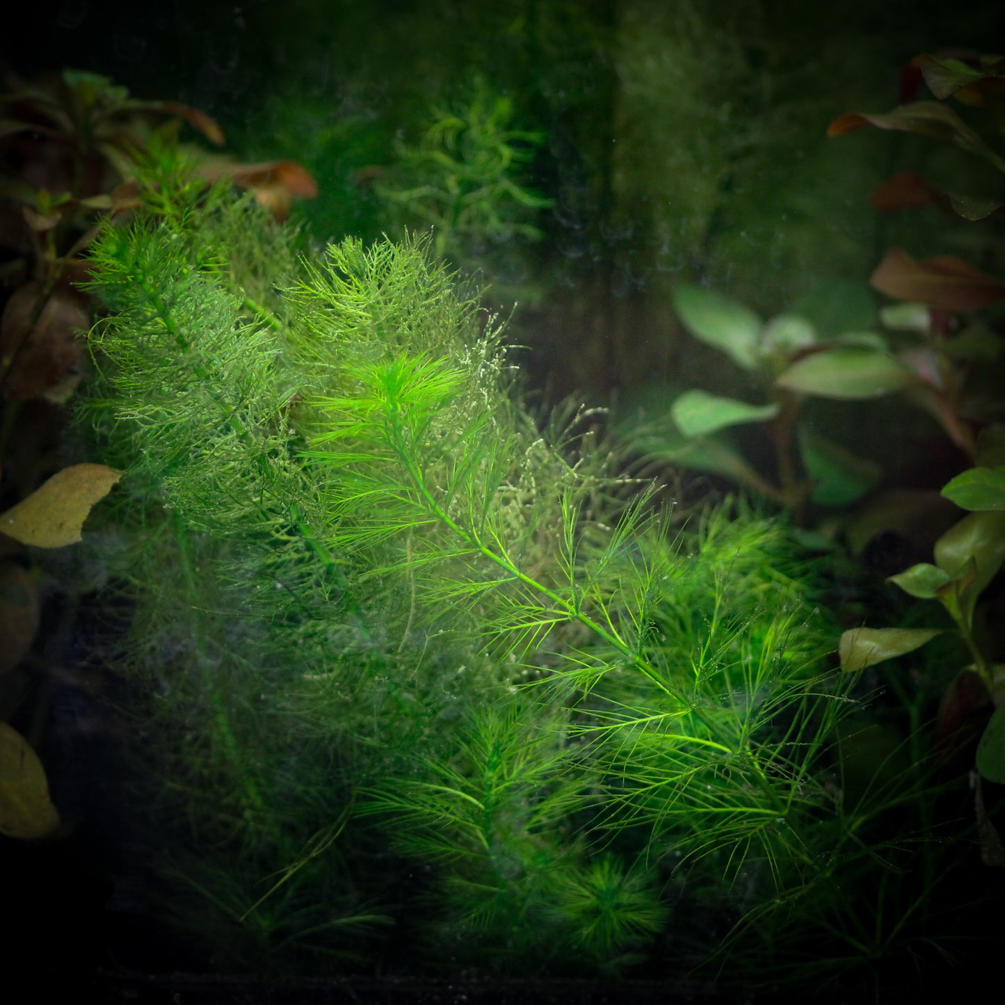 Green Myrio (Myriophyllum Pinnatum)