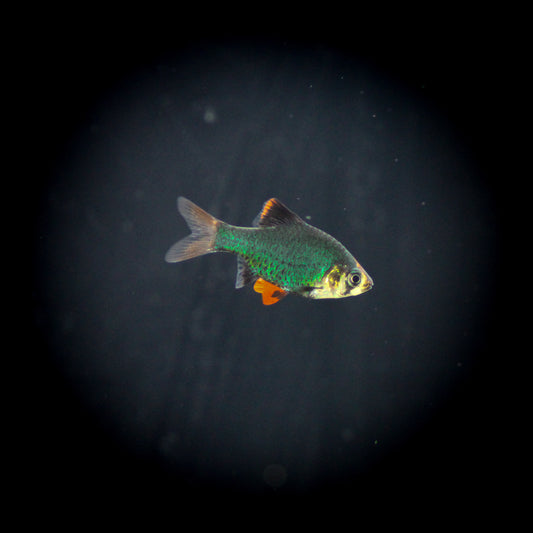 Green Tiger Barb (Puntius tetrazona)
