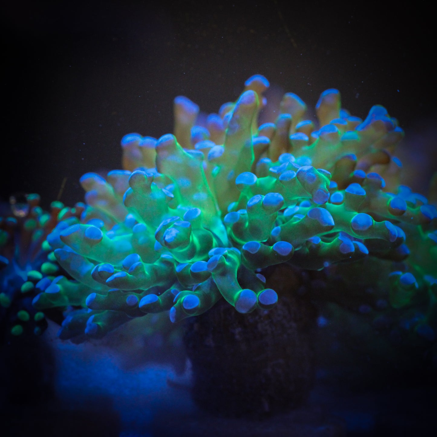 Green and Purple Frogspawn