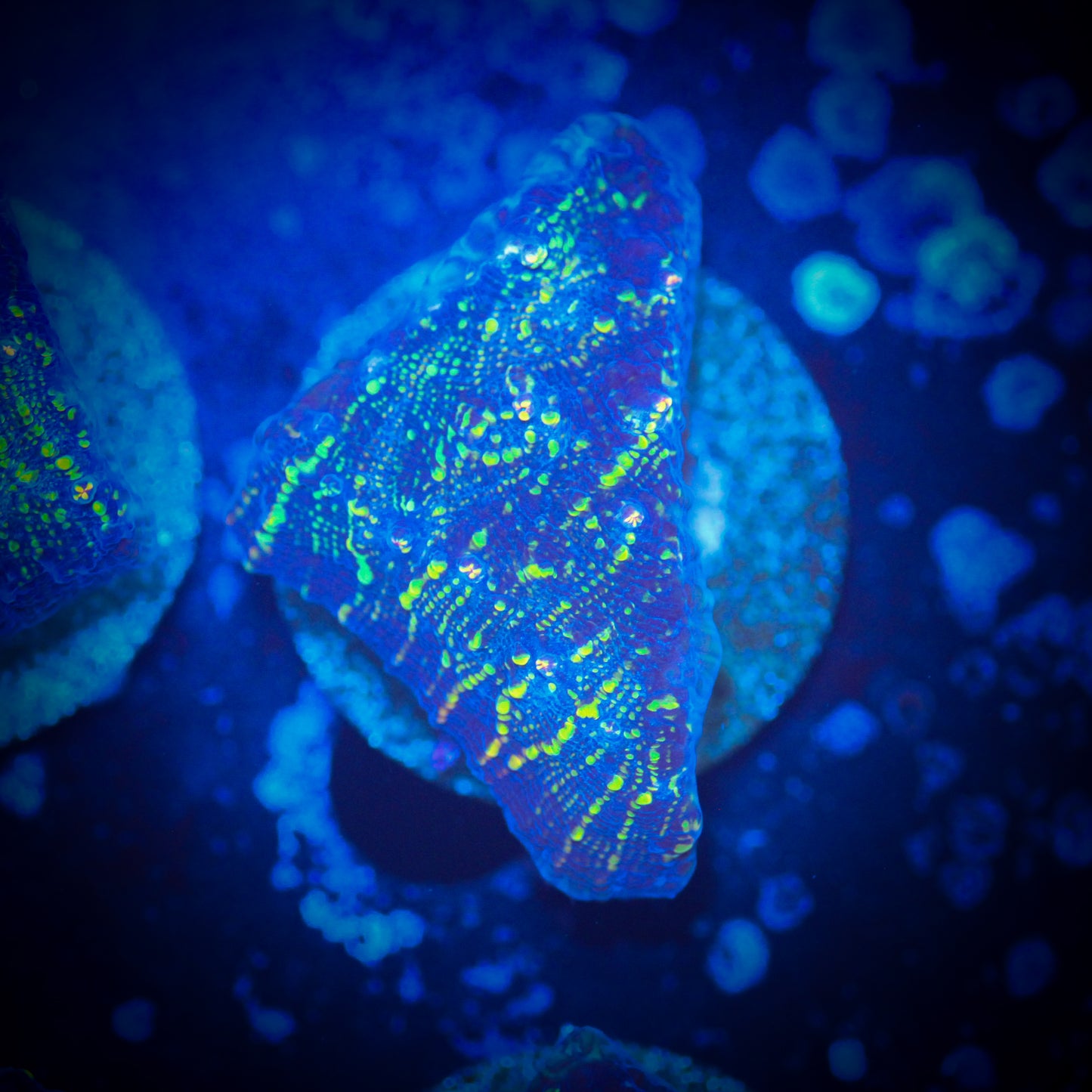 HAW Acid Rain Chalice