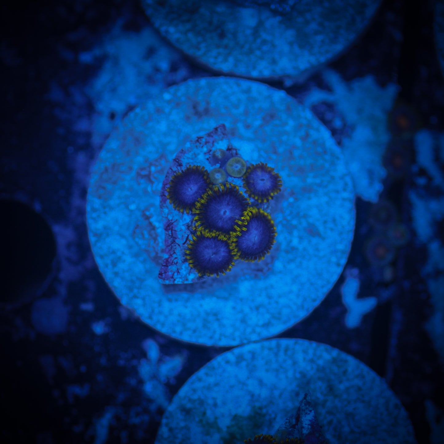 HAW Avatar Beast Zoanthid