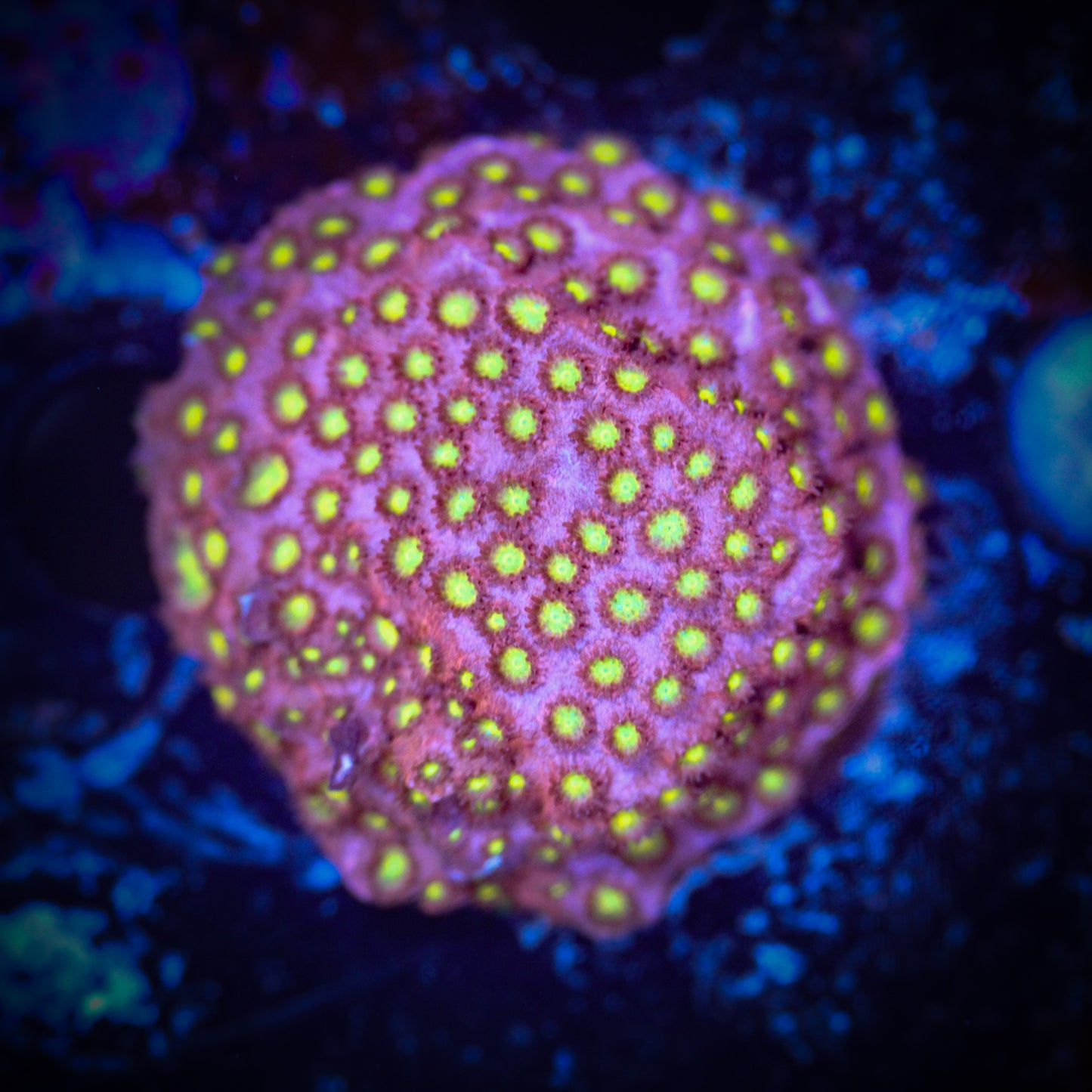 HAW Bling Bling Cyphastrea