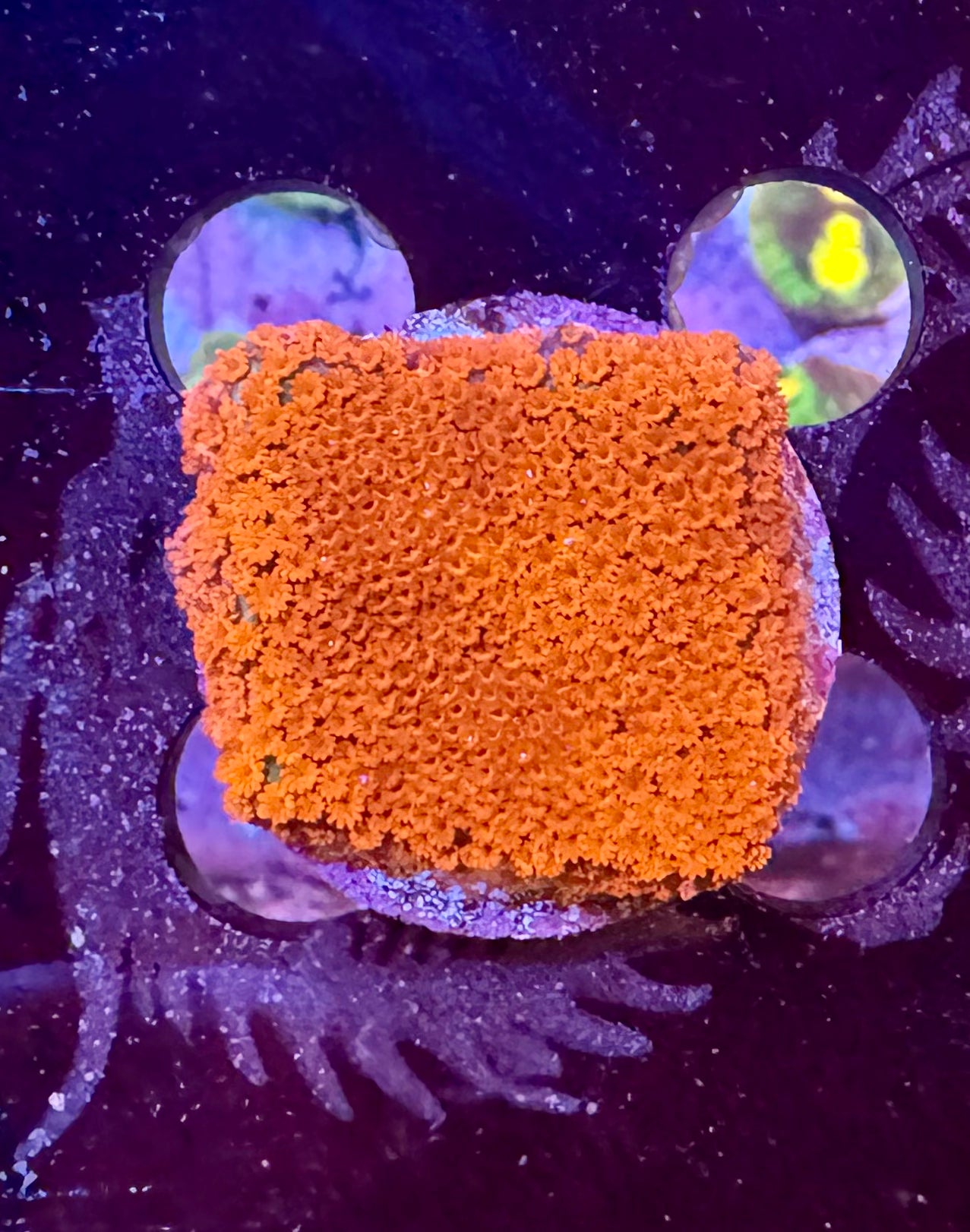 HAW Bubble Gum Digitata