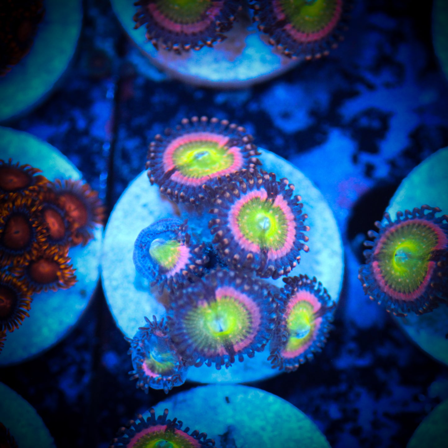 HAW Candy Apple Pink Zoa