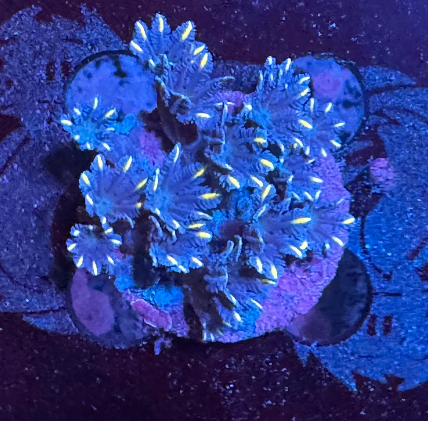 HAW Gold Tip Clove Polyp