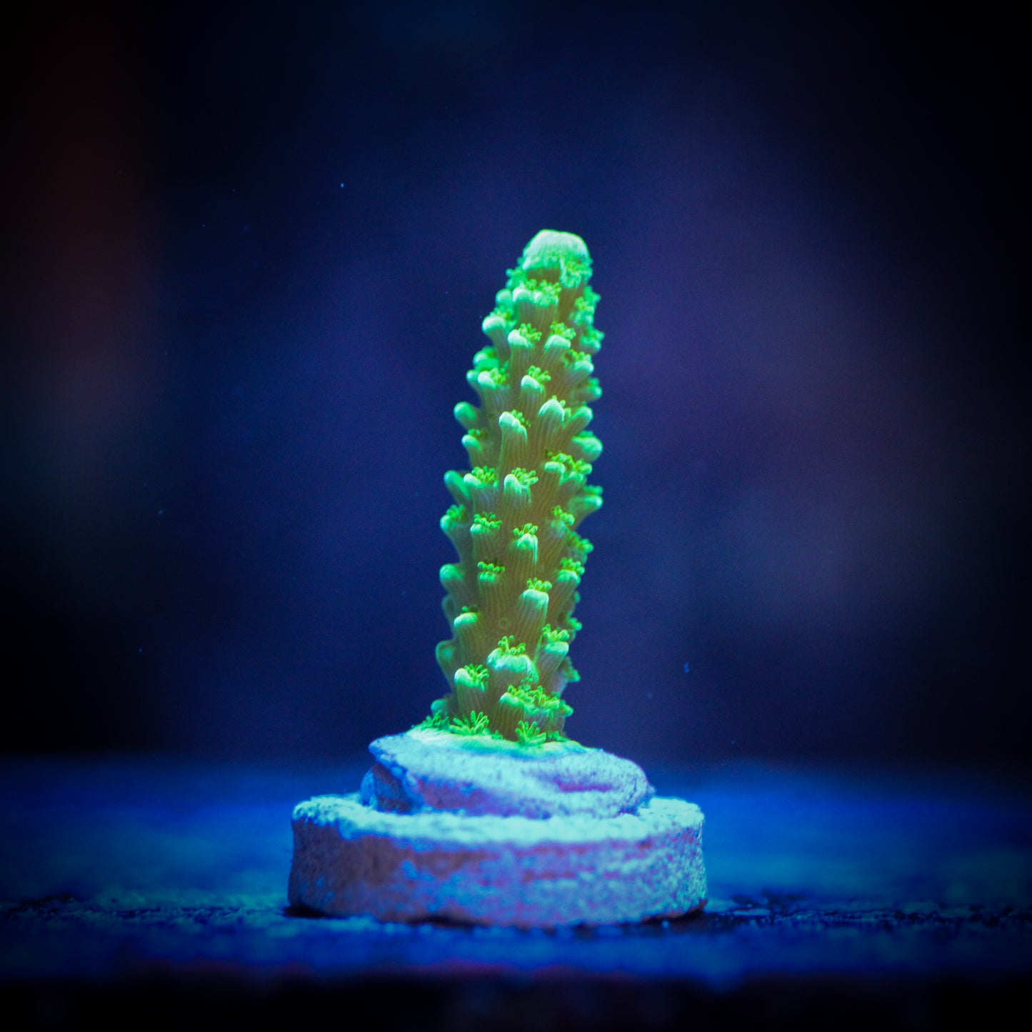 HAW Green Slimer Acropora