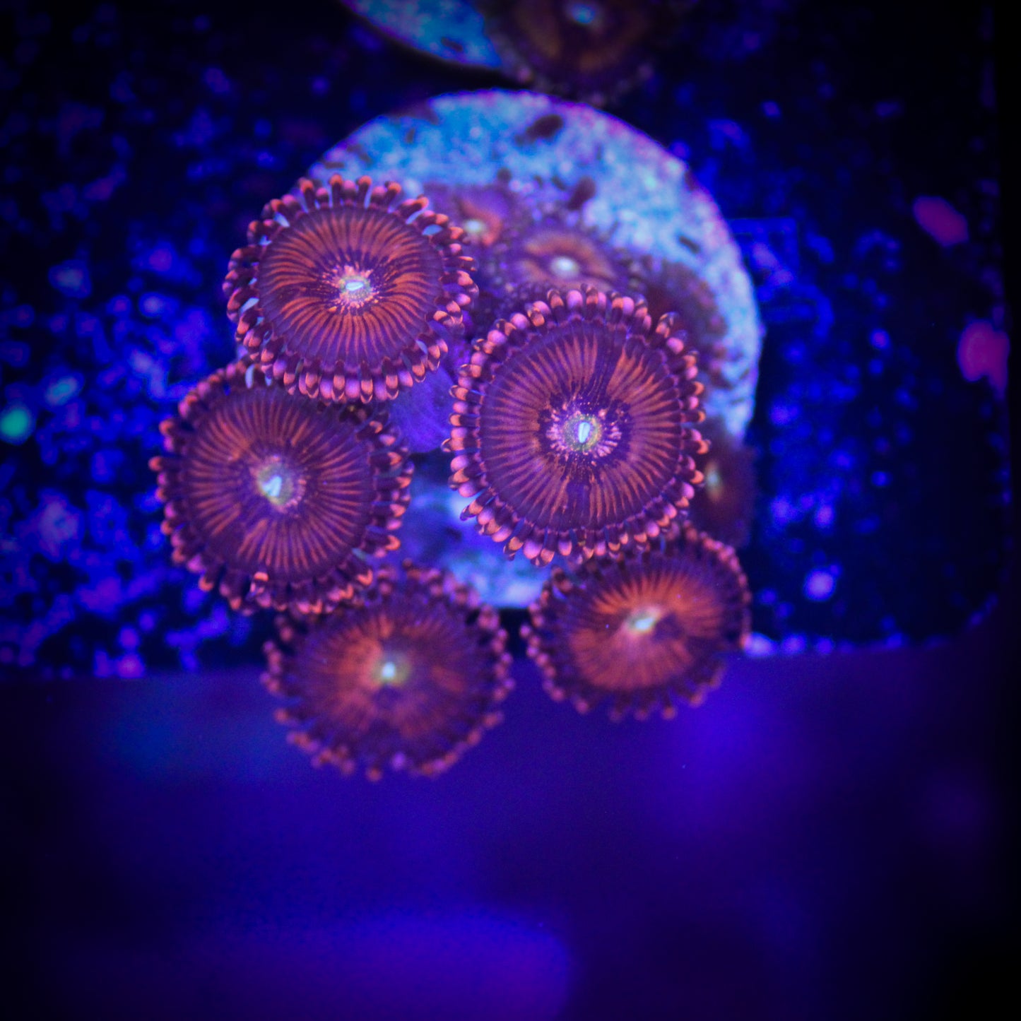 HAW Halle Barry Zoanthid