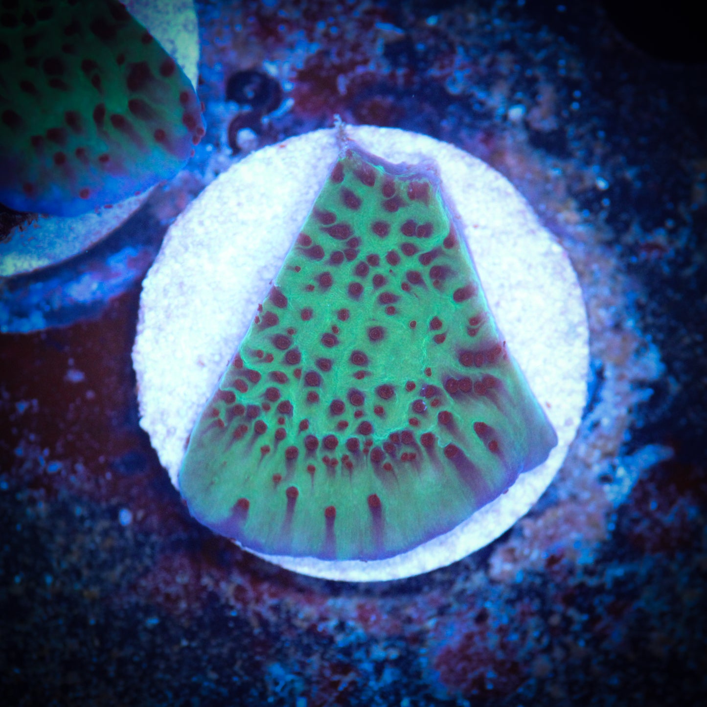 HAW Jedi Mind Trick Montipora