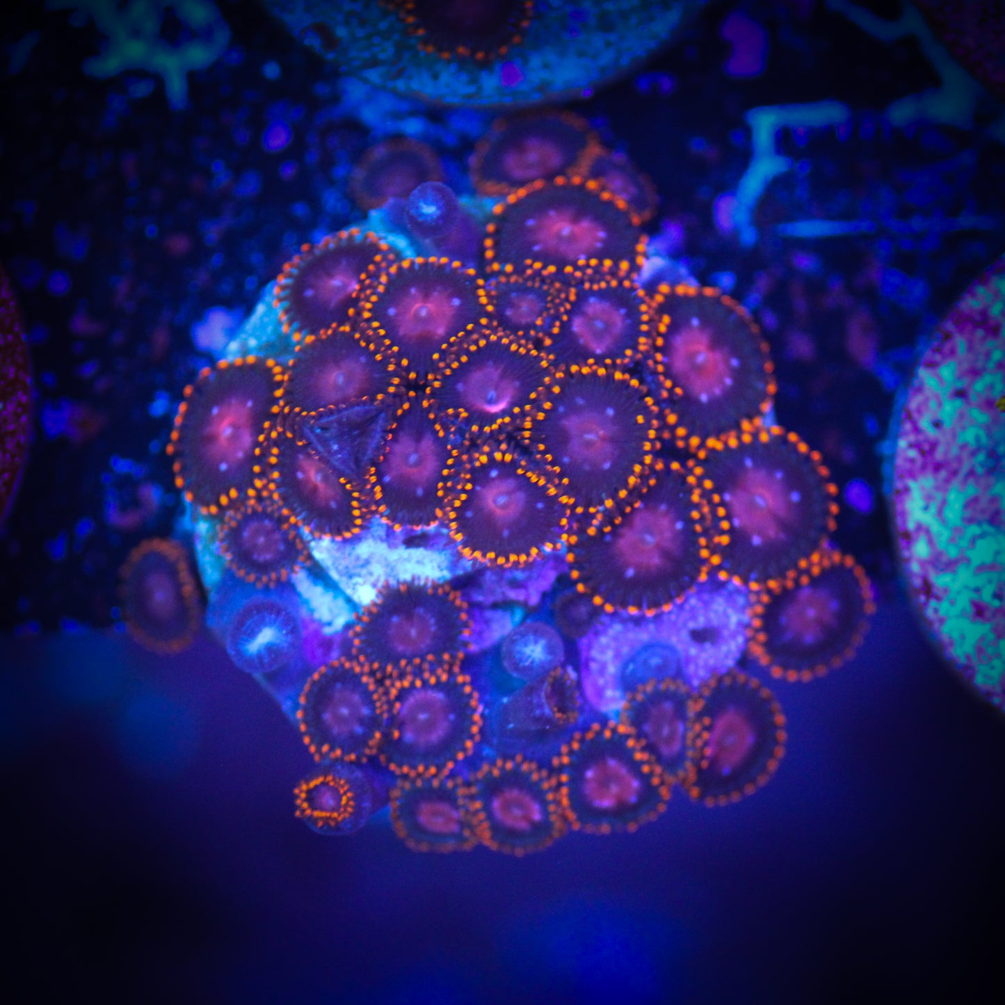 HAW KH Sunburst Zoa