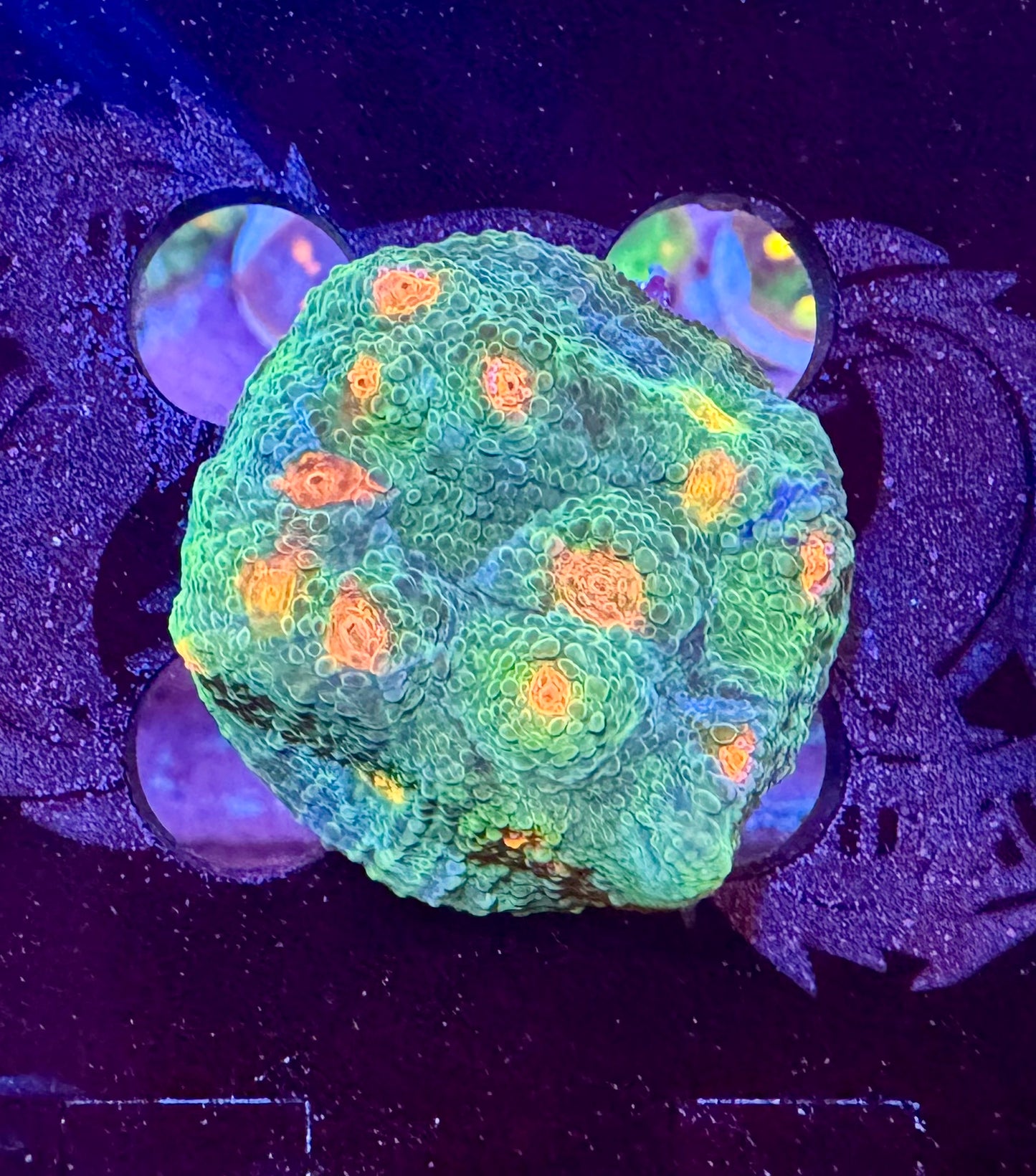 HAW Mummy Eye Chalice