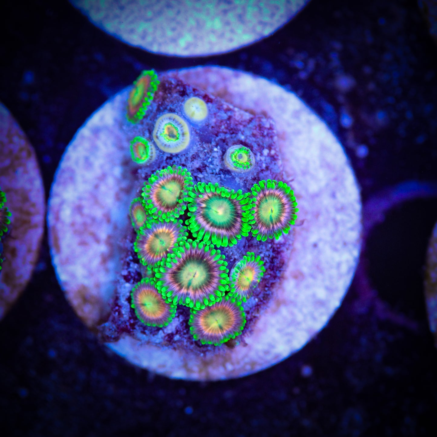 HAW Pink Dragon Zoa
