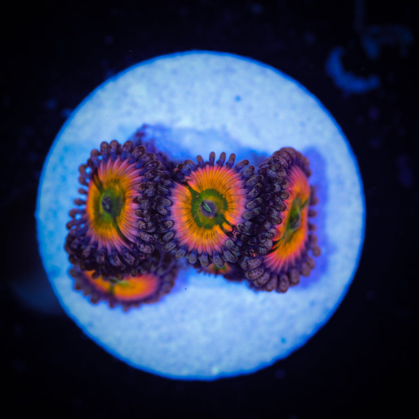 HAW Rainbow Infusion Zoa