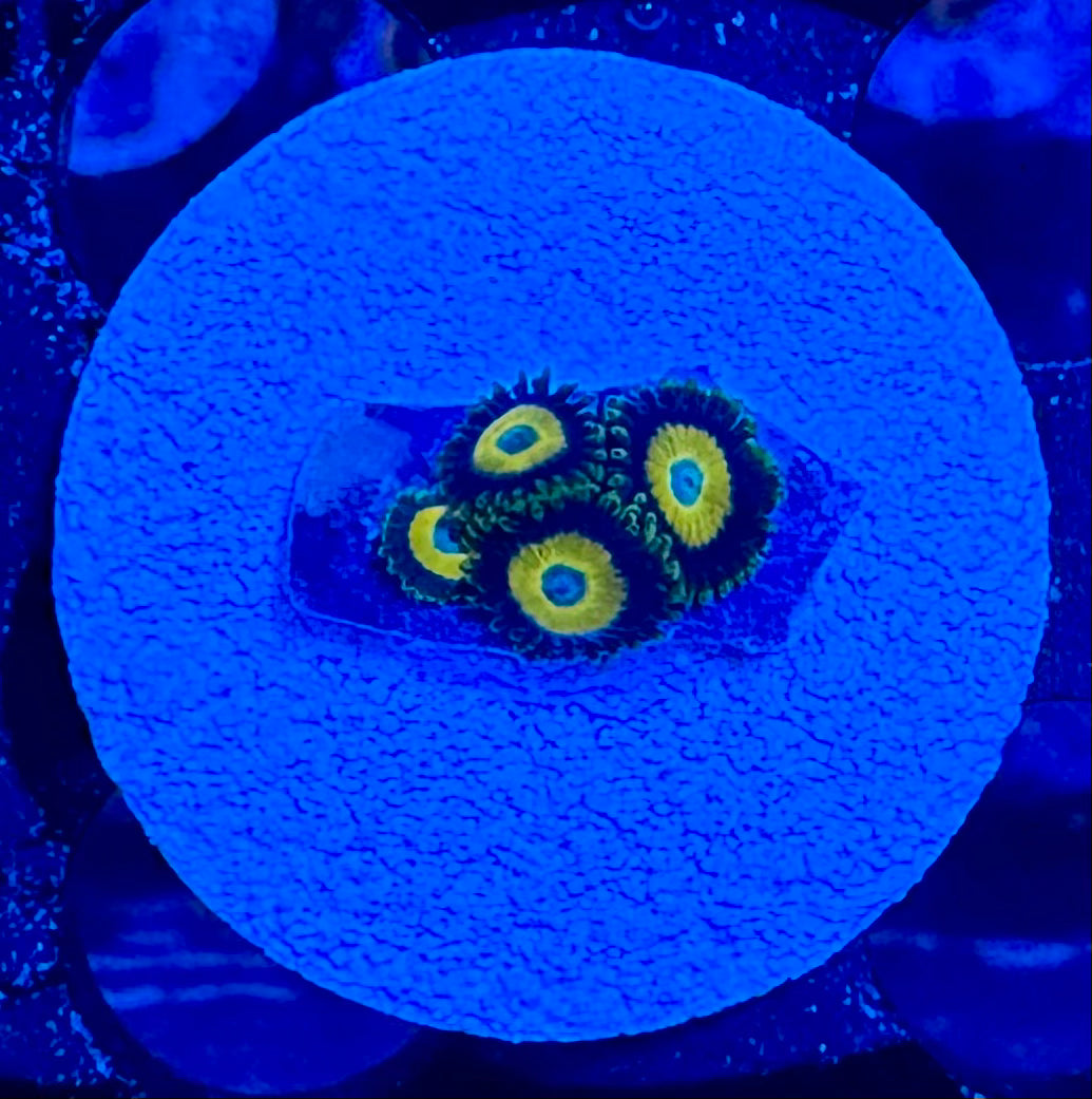 HAW Scrambled Egg Zoanthid