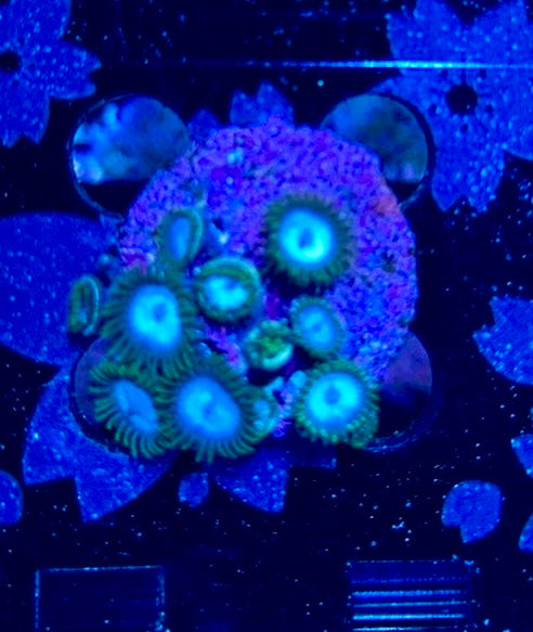 HAW Skybreaker Zoanthid