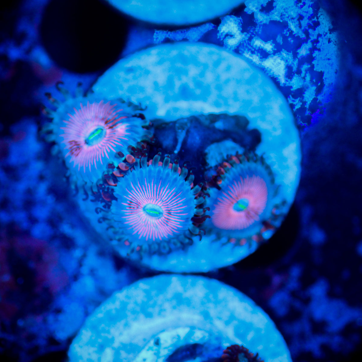 HAW White Zombie Zoa