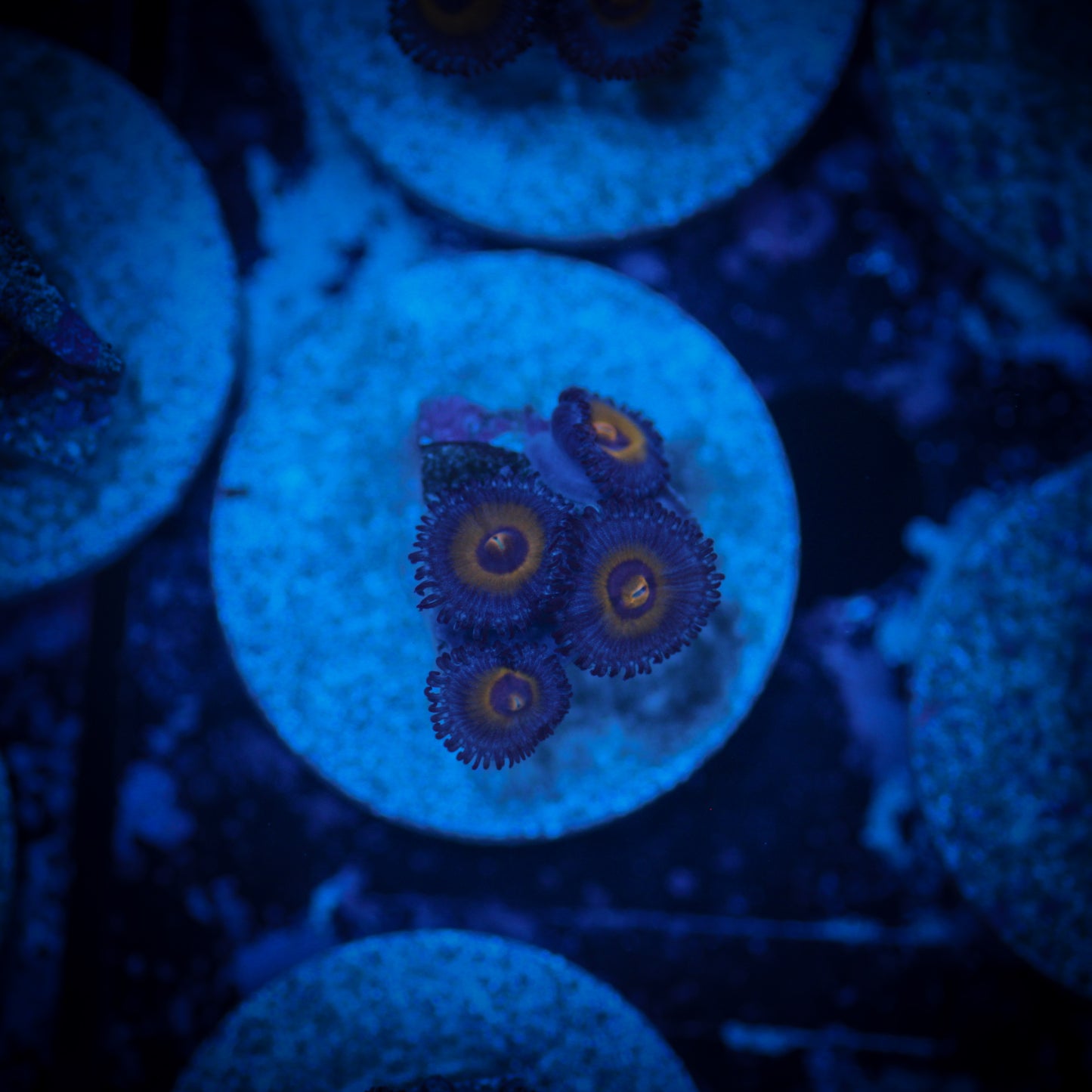 HAW Wolverine Zoanthid