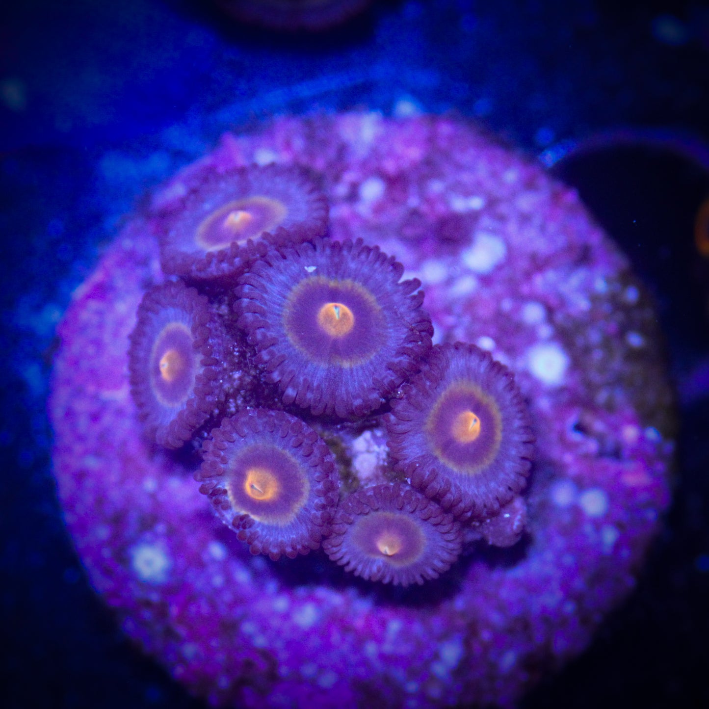 HAW Wolverine Zoanthid