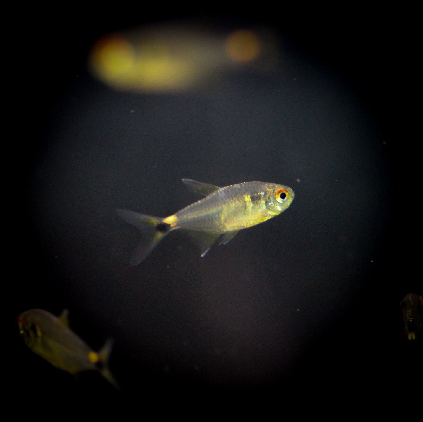 Head and Tail Light Tetra (Hemigrammus ocellifer)