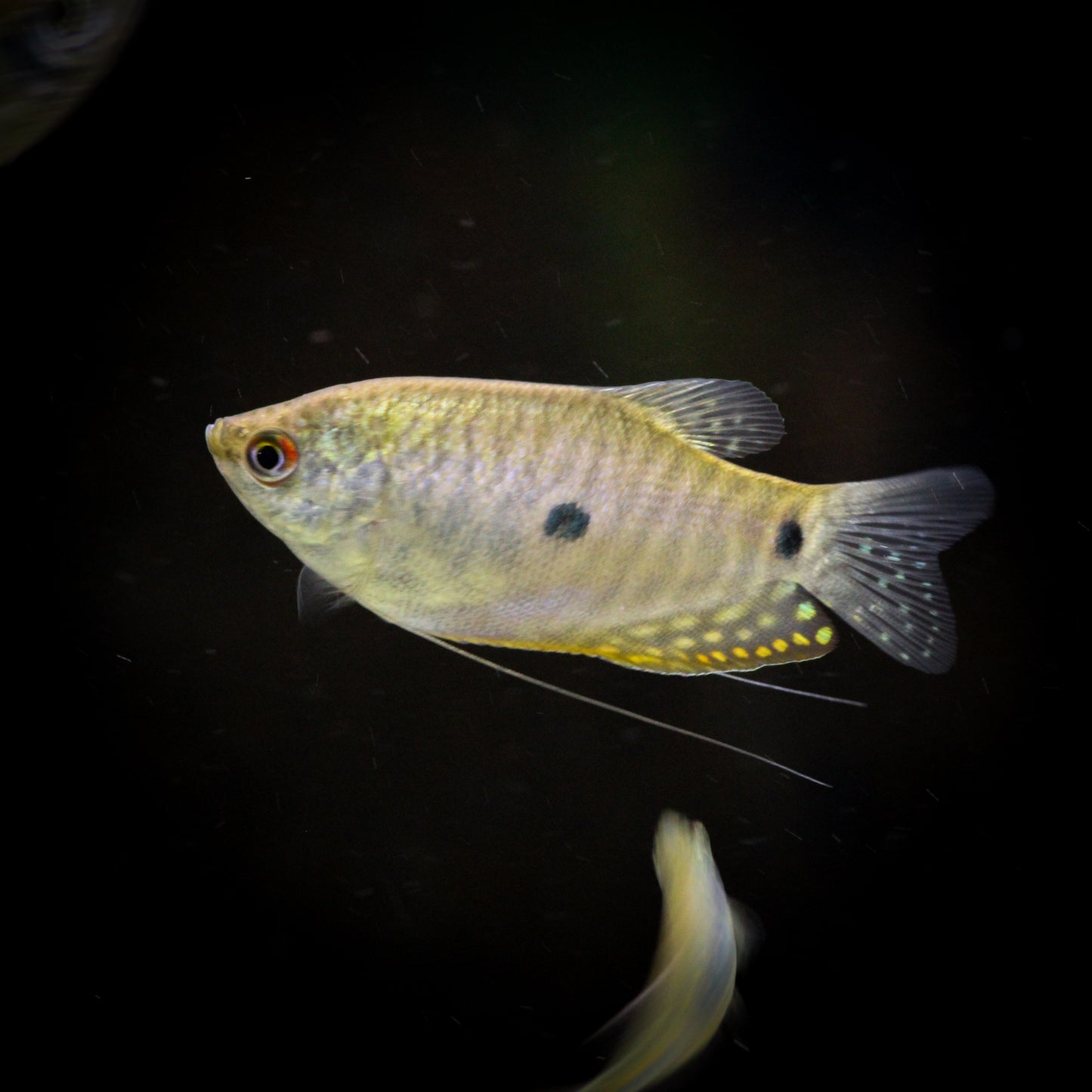 Gold Gourami