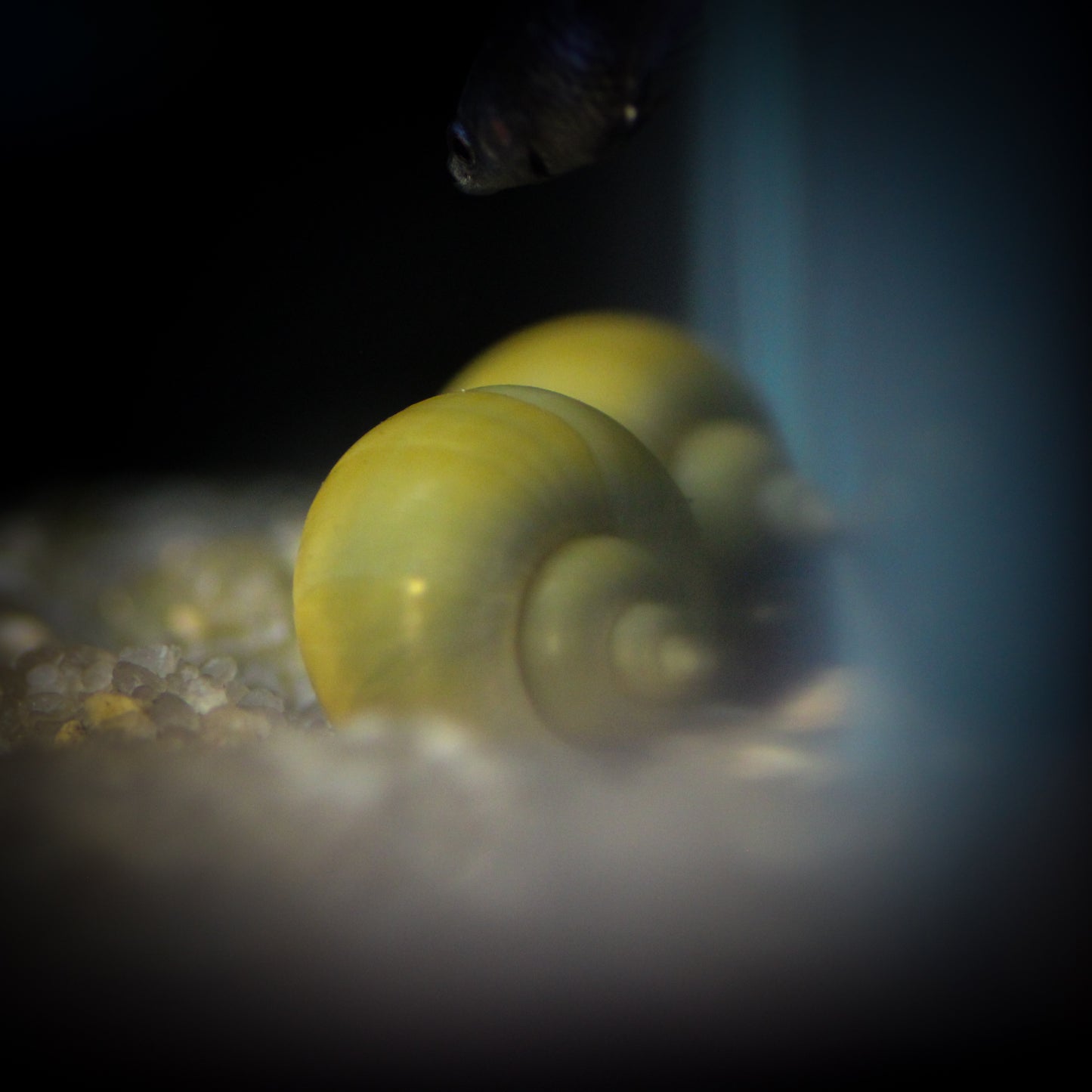 Jade Mystery Snail