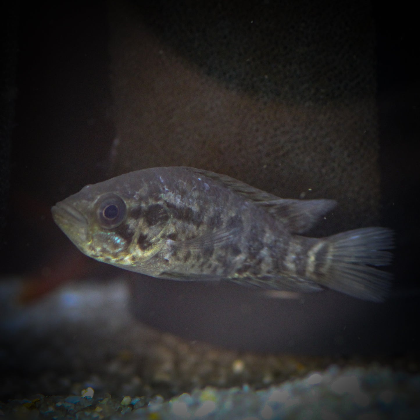 Jaguar Cichlid (Parachromis managuense)