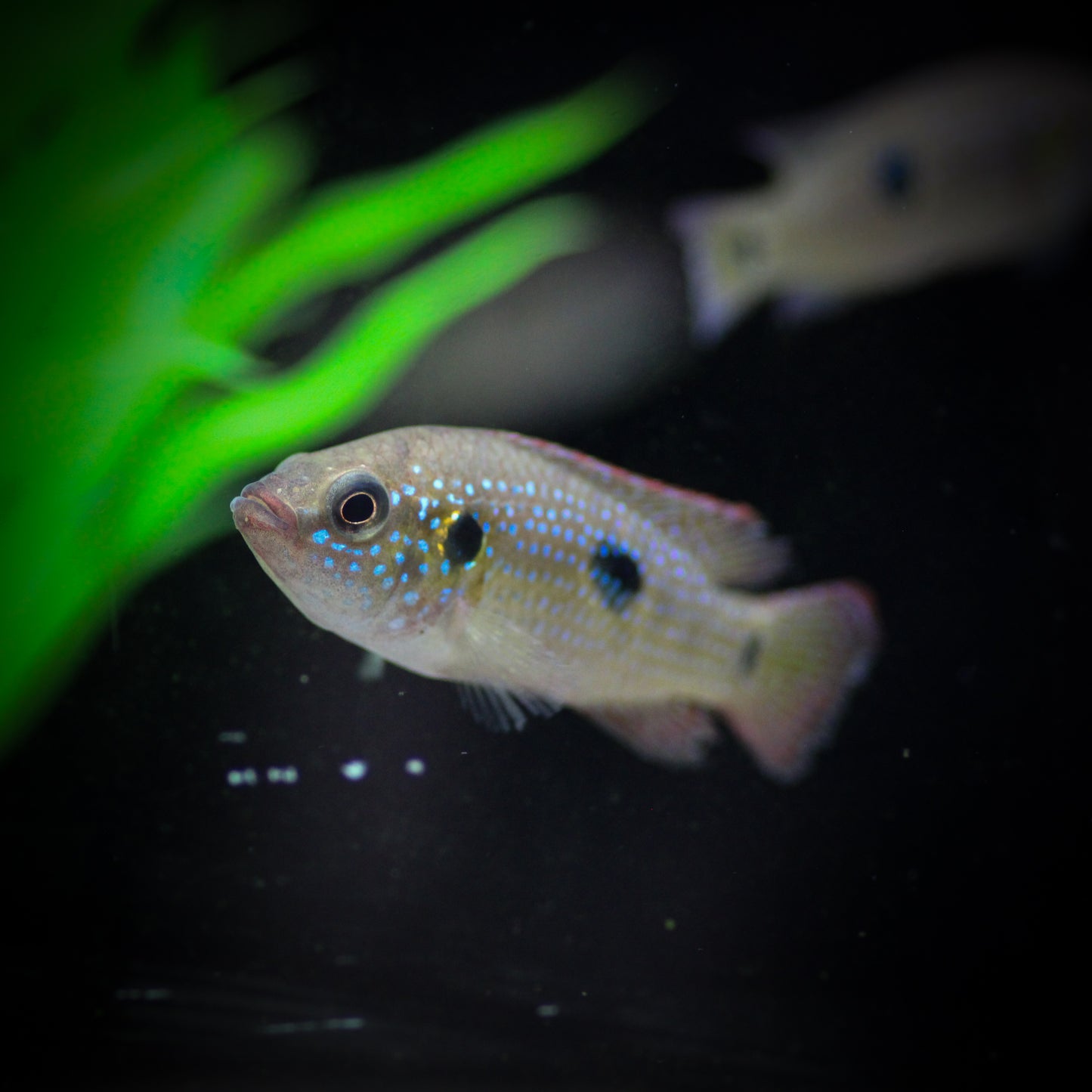 Jewel Cichlid (Hemichromis bimaculatus)