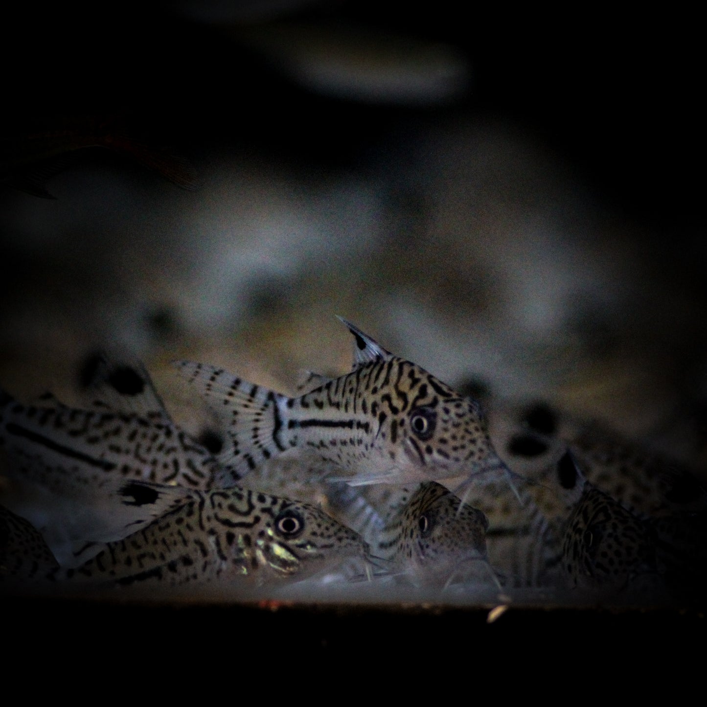 Julii Corydoras (Corydoras Julii)