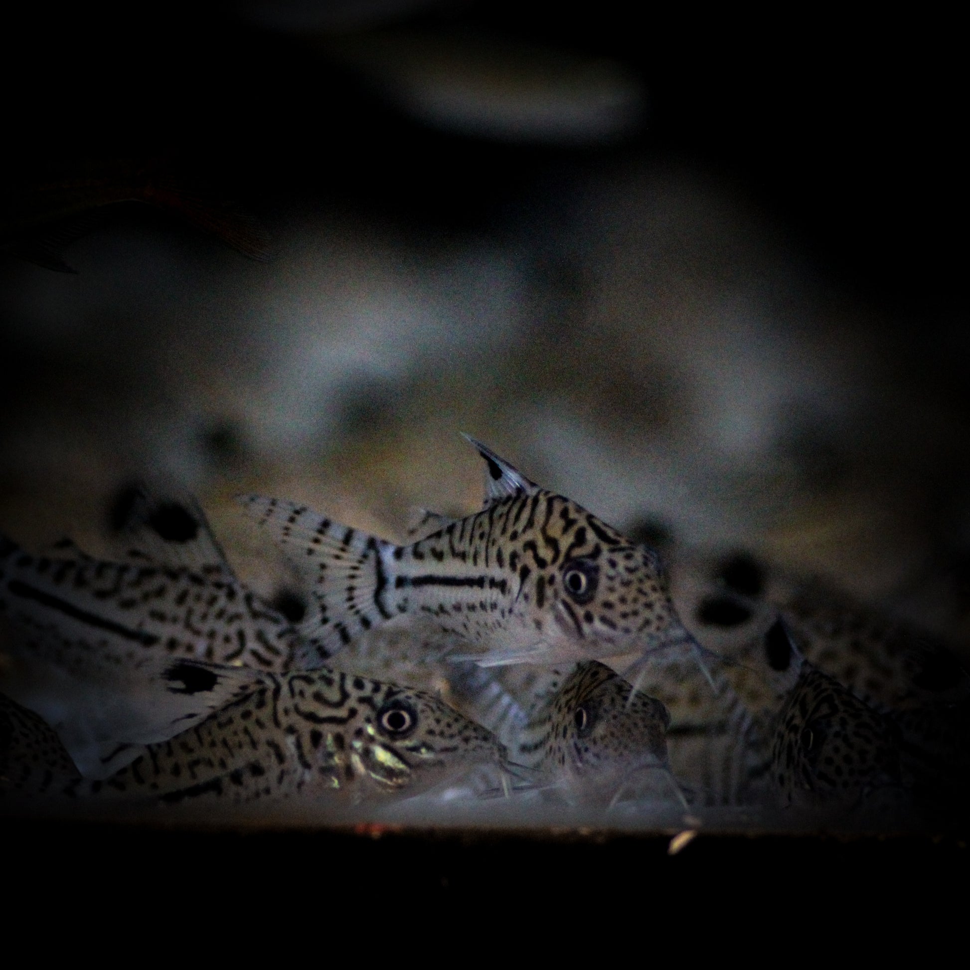 Julii Corydoras (Corydoras Julii)