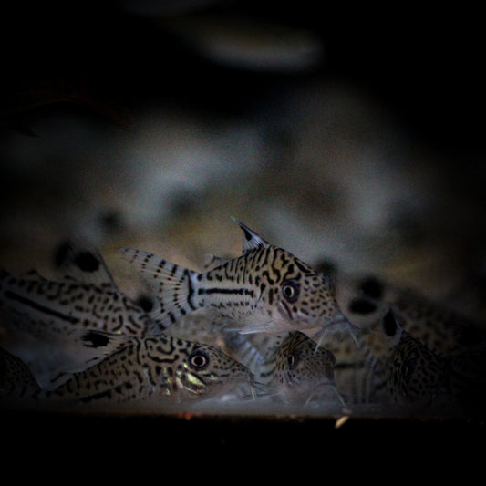 Julii Corydoras (Corydoras Julii)