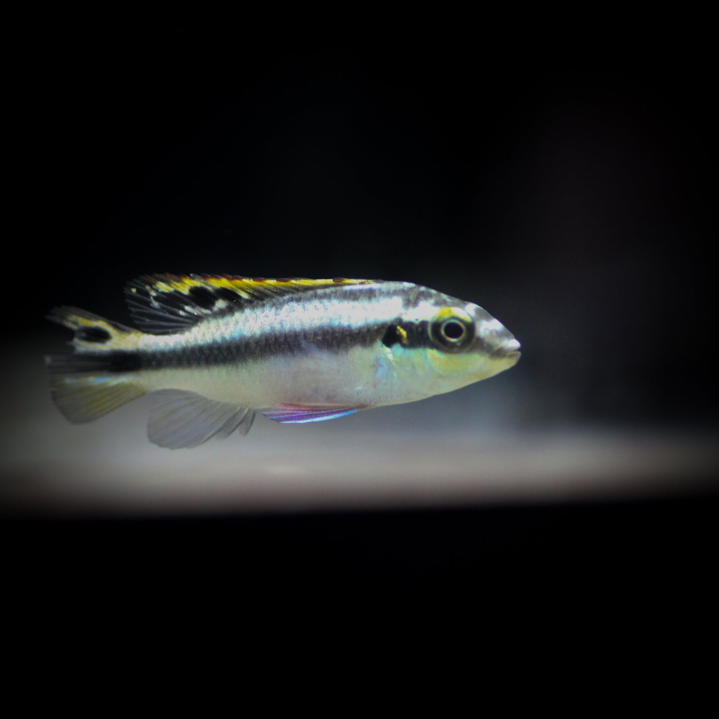 Kribensis Cichlid (Pelvicachromis pulcher)