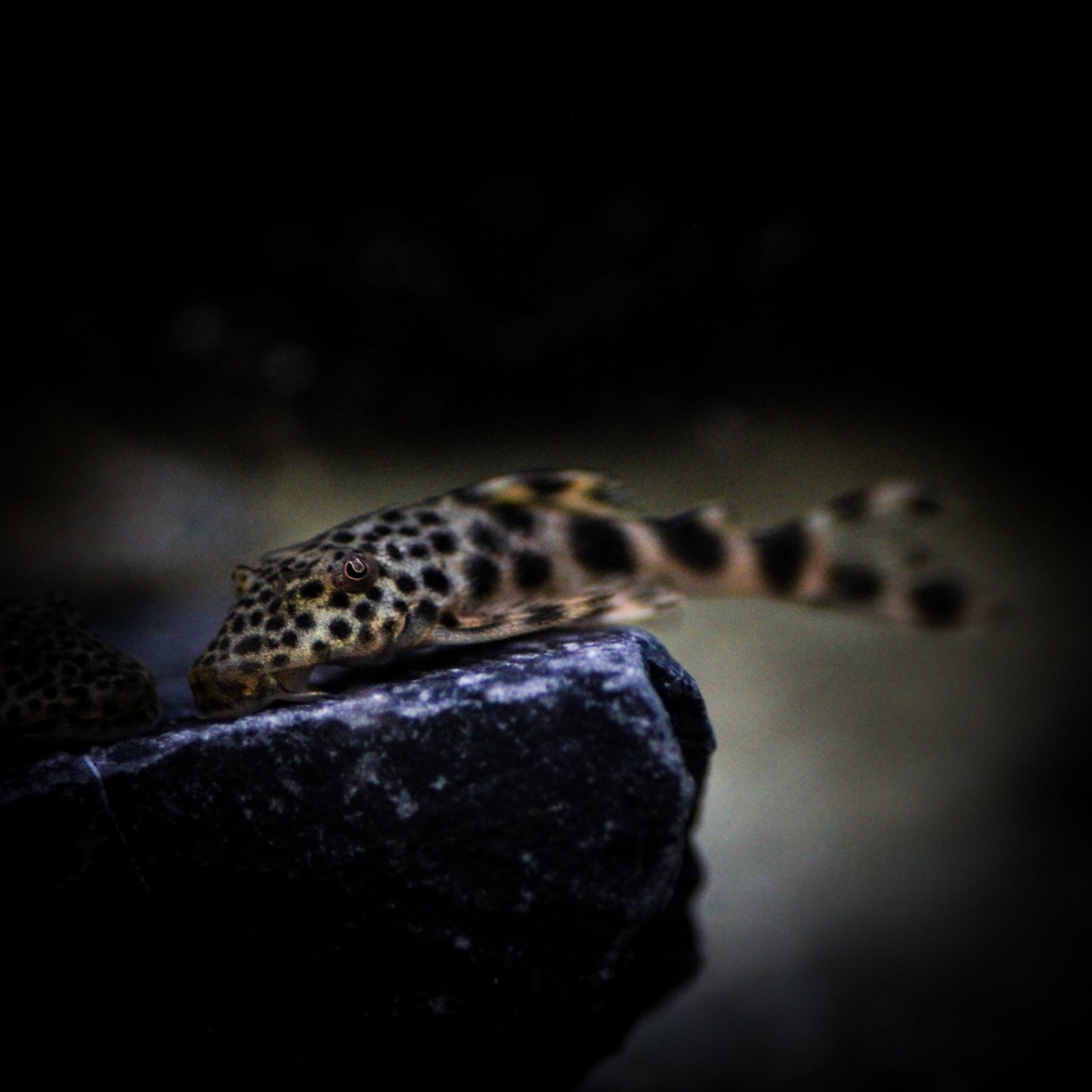 L-075 Para Plecostomus (Peckoltia Sabaji)